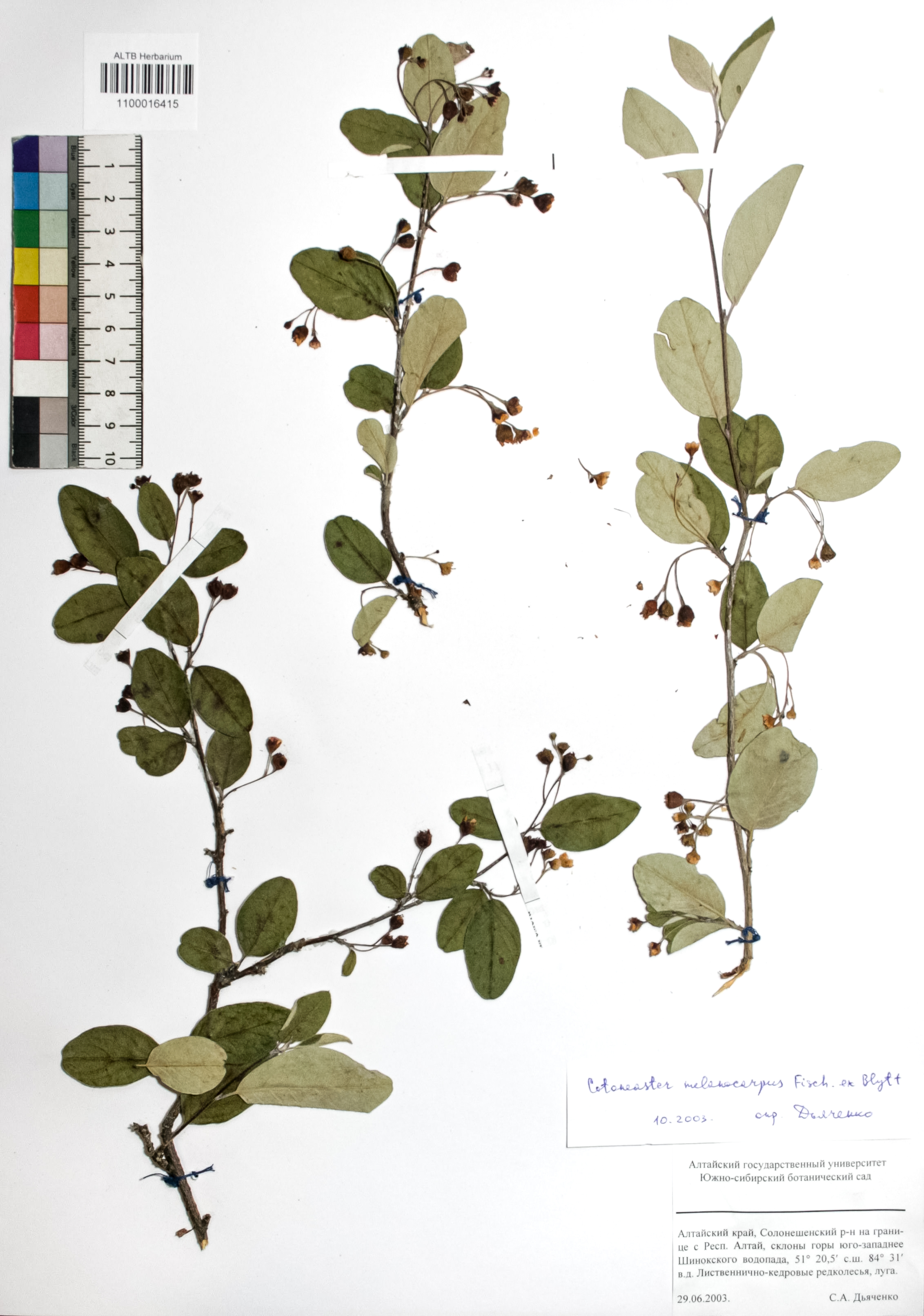 Cotoneaster melanocarpus Fisch. ex Blytt