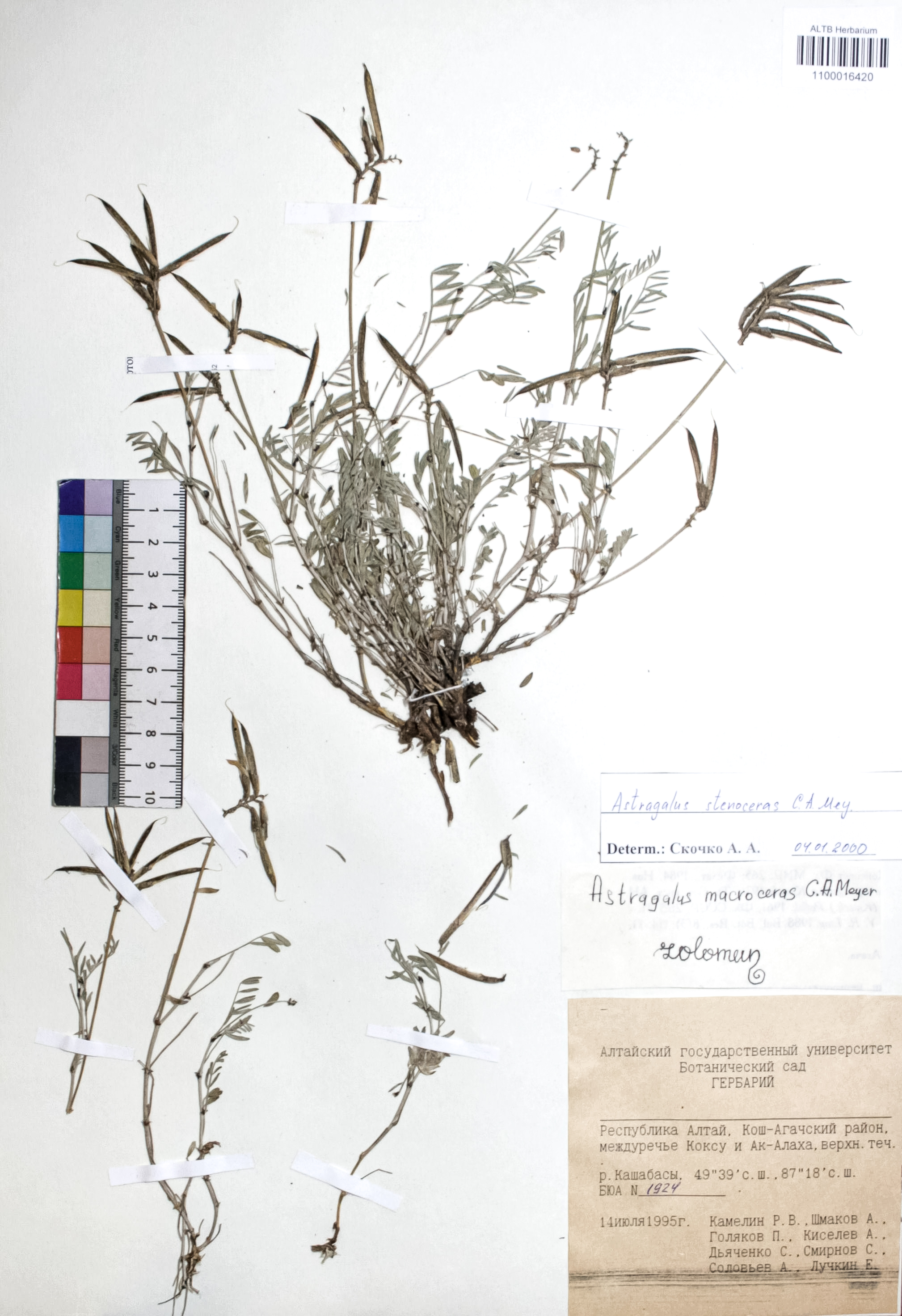 Astragalus stenoceras C. A. Mey.