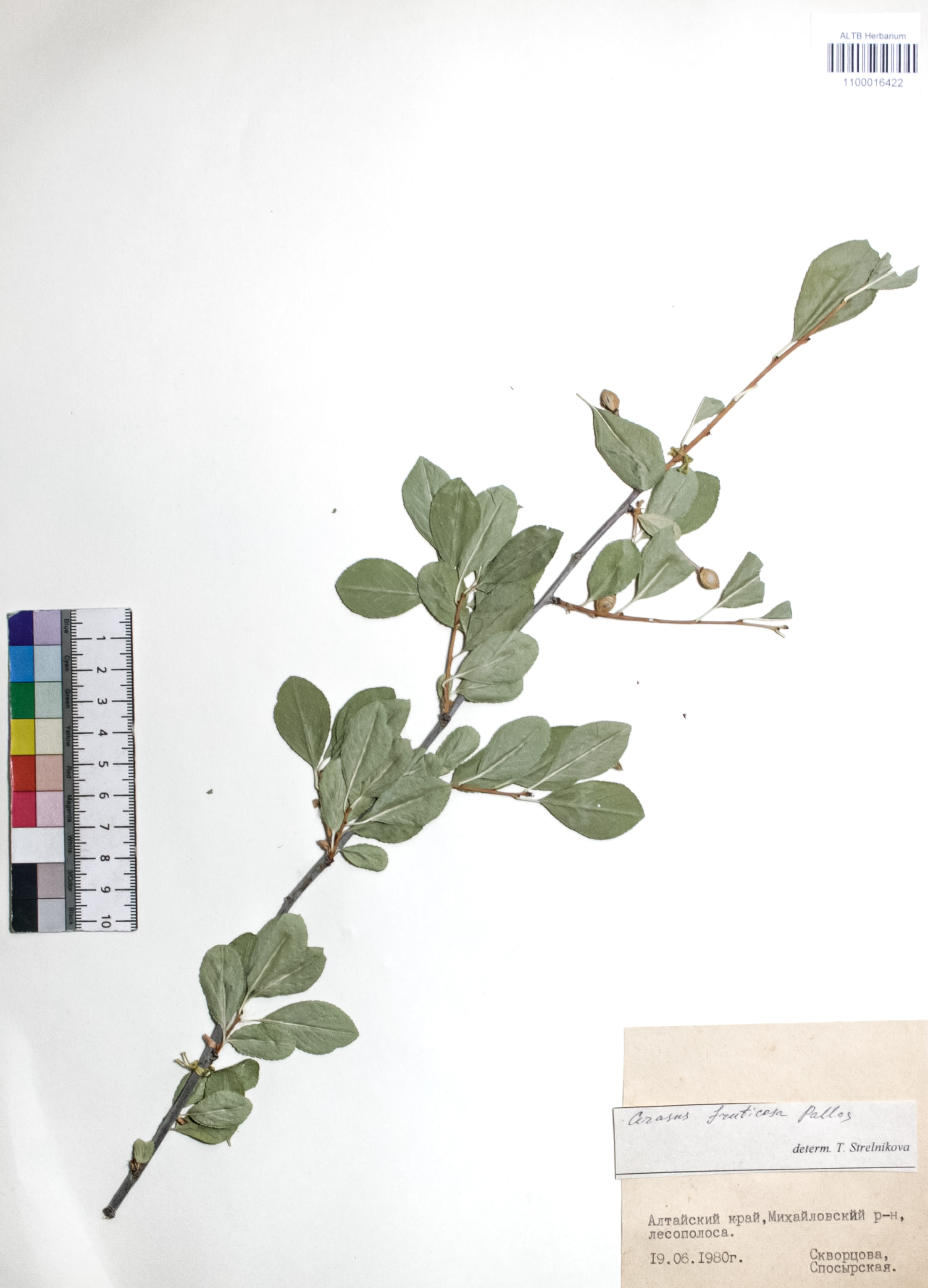 Cerasus fruticosa Pall.