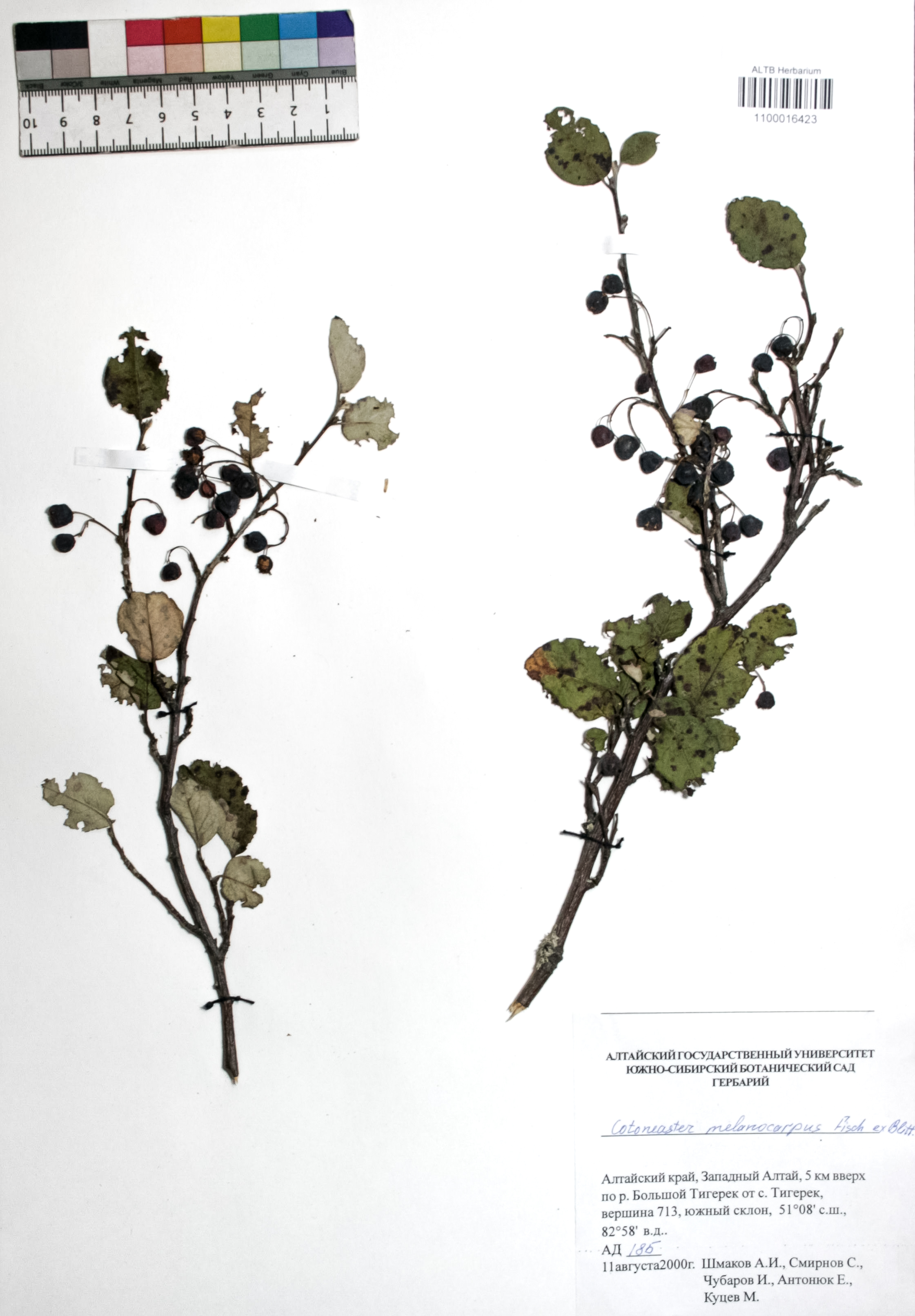 Cotoneaster melanocarpus Fisch. ex Blytt