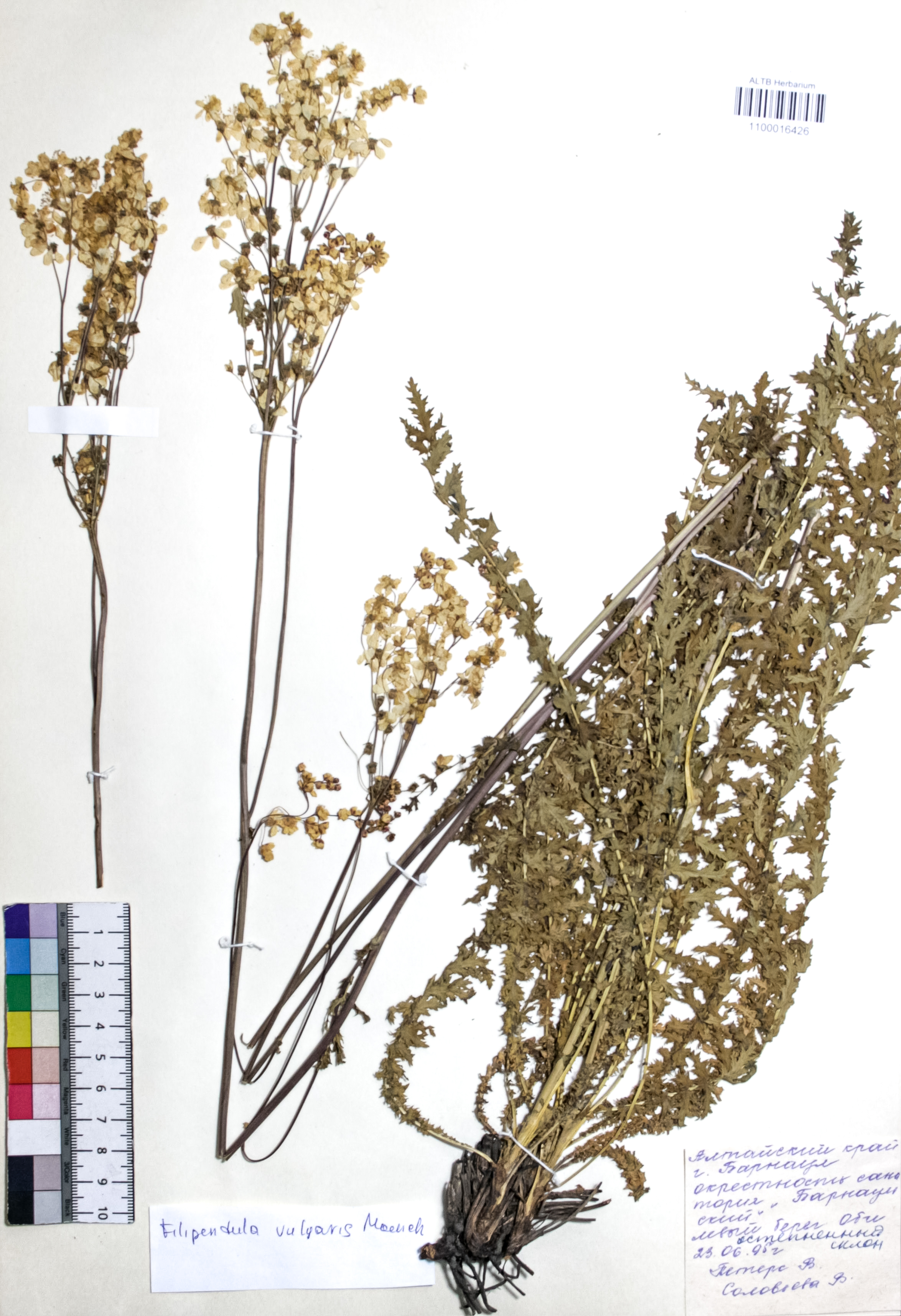 Filipendula vulgaris Moench