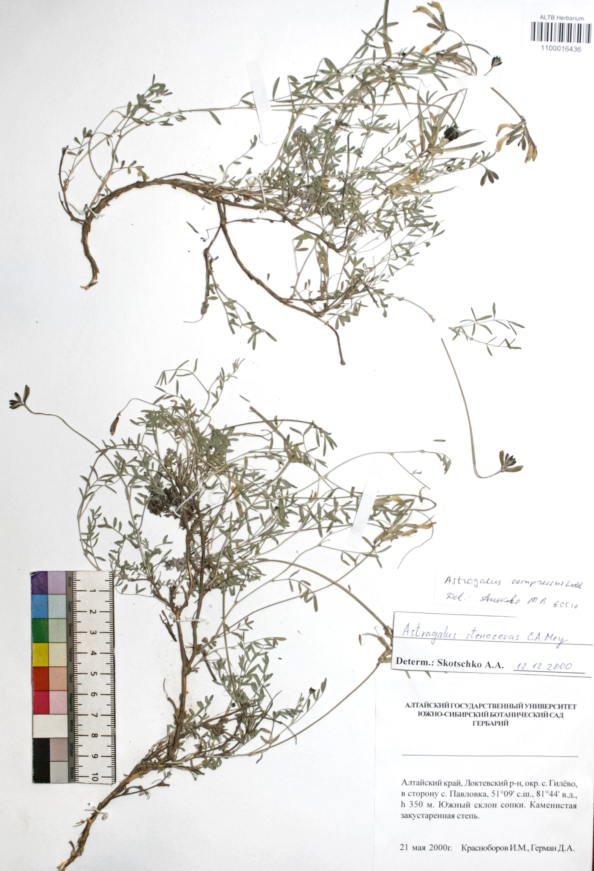 Astragalus compressus Ledeb. 