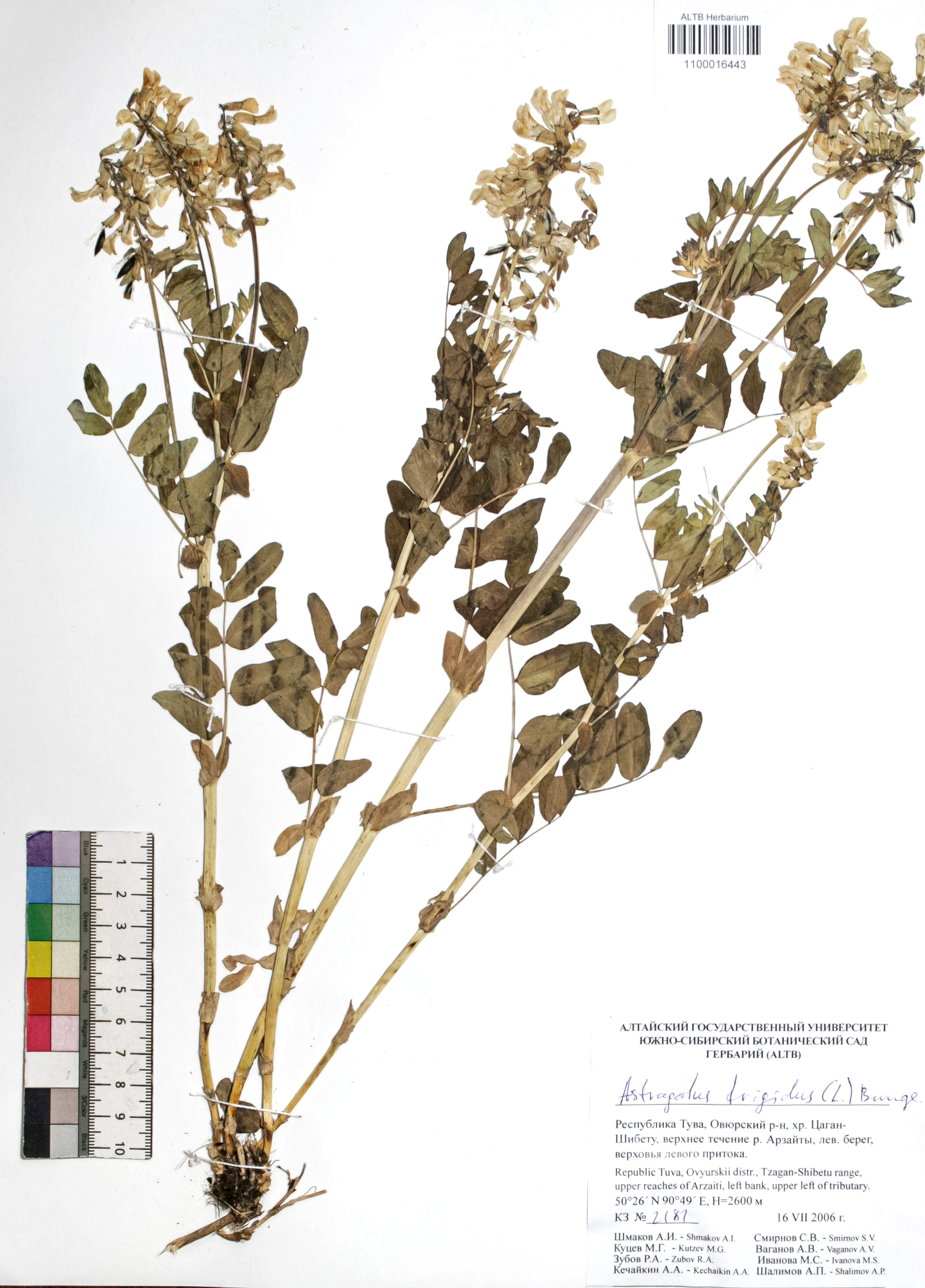 Astragalus frigidus (L.) A. Gray