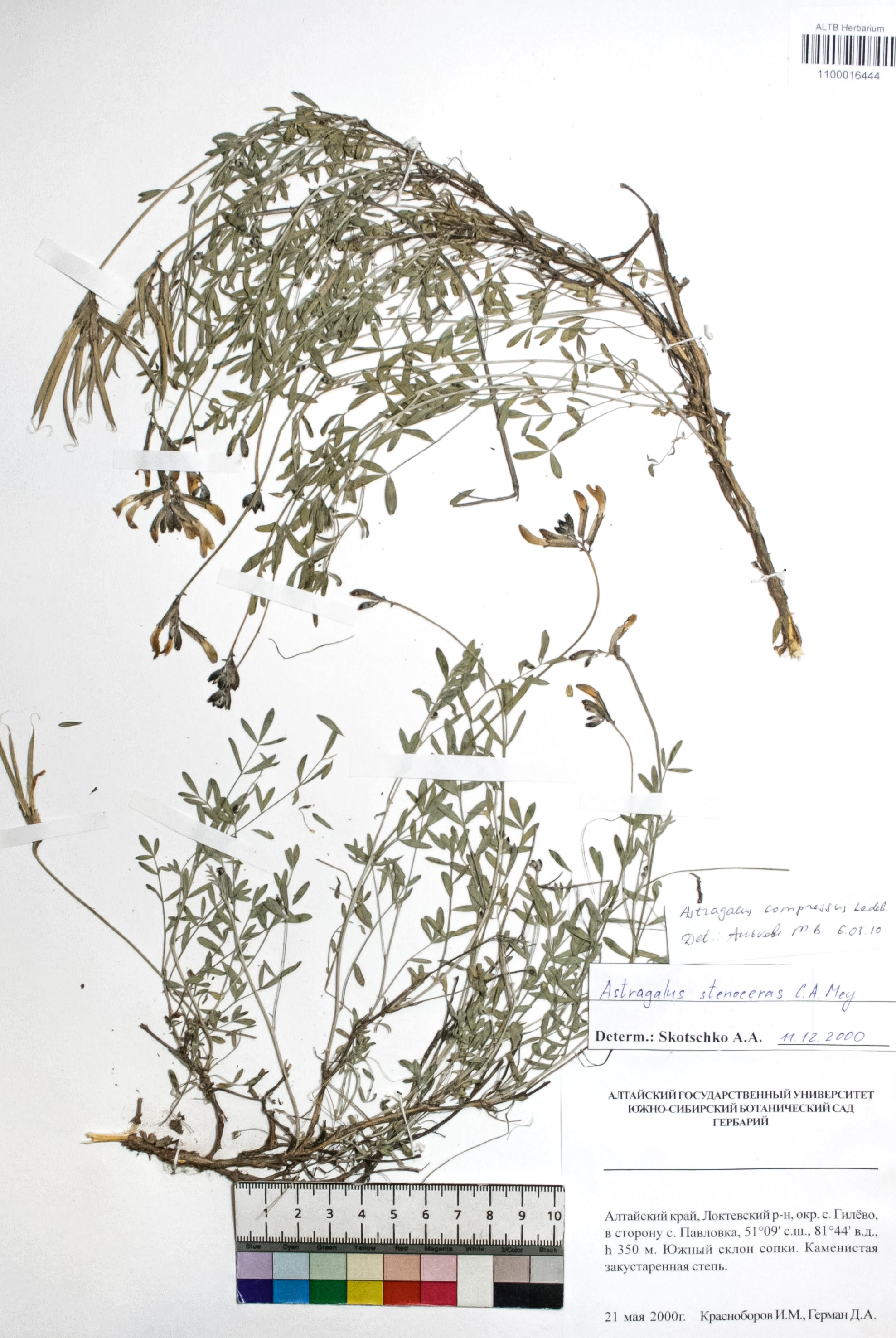 Astragalus compressus Ledeb. 