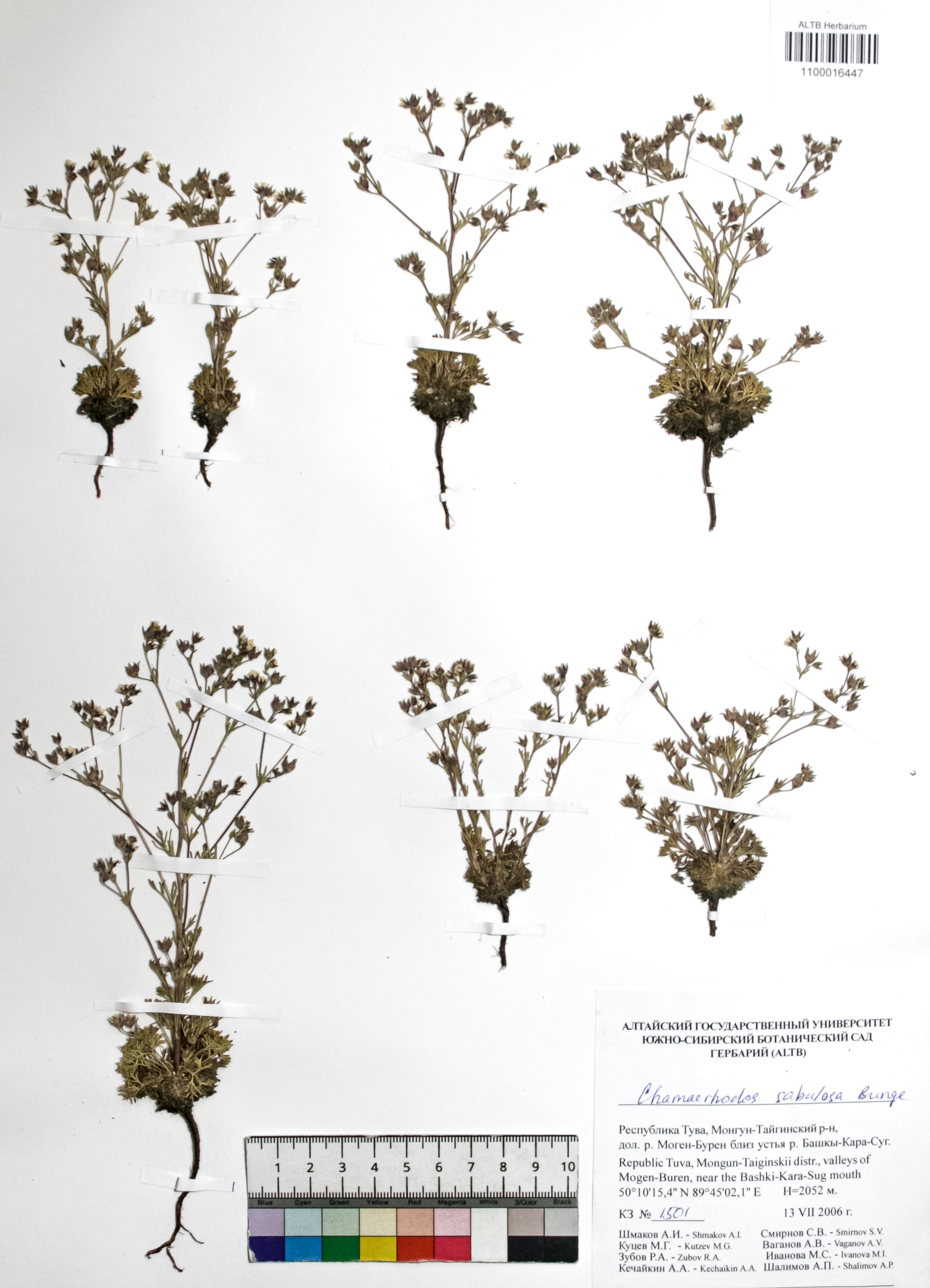Chamaerhodos sabulosa Bunge