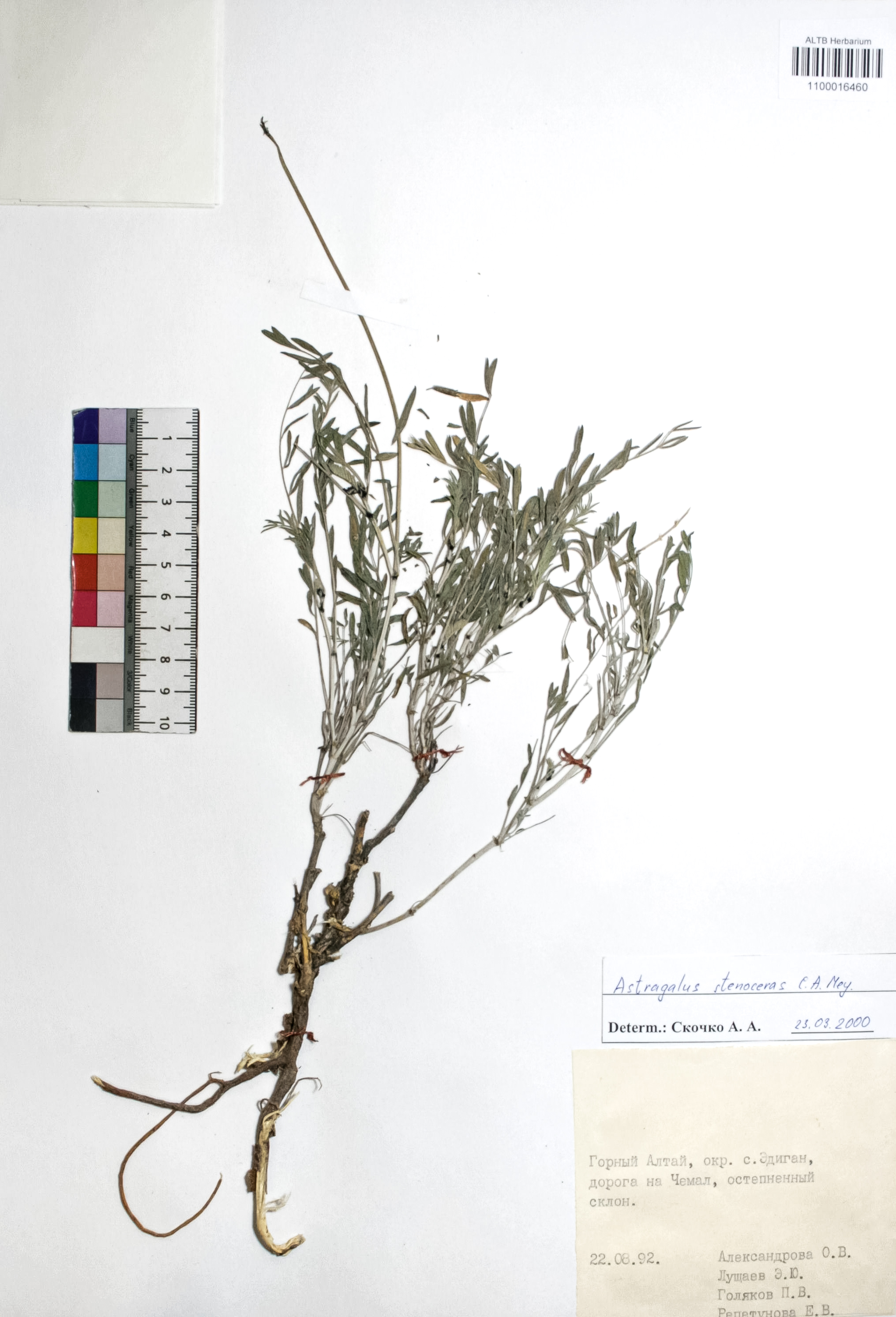 Astragalus stenoceras C. A. Mey.
