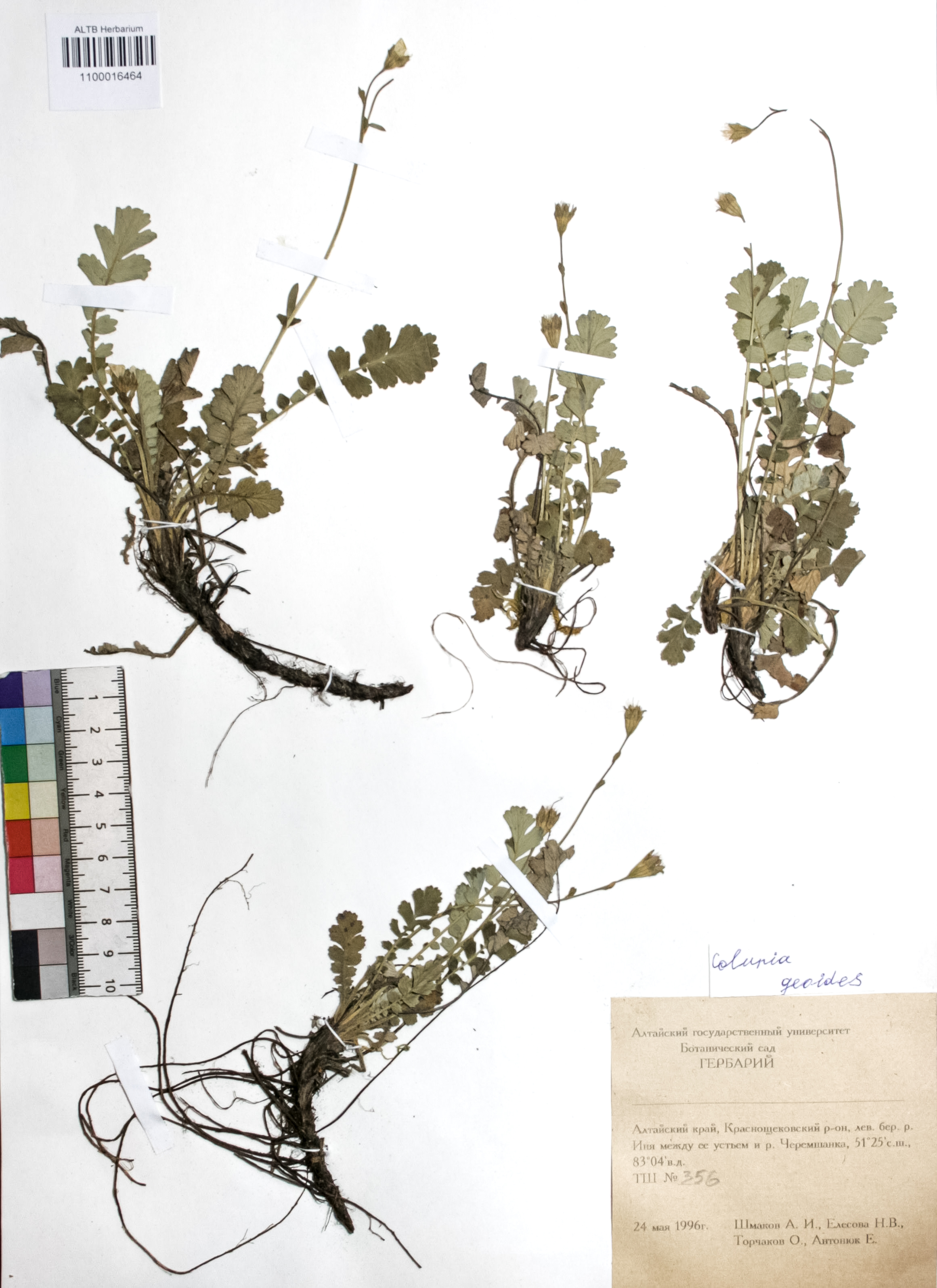 Coluria geoides (Pall.) Ledeb.