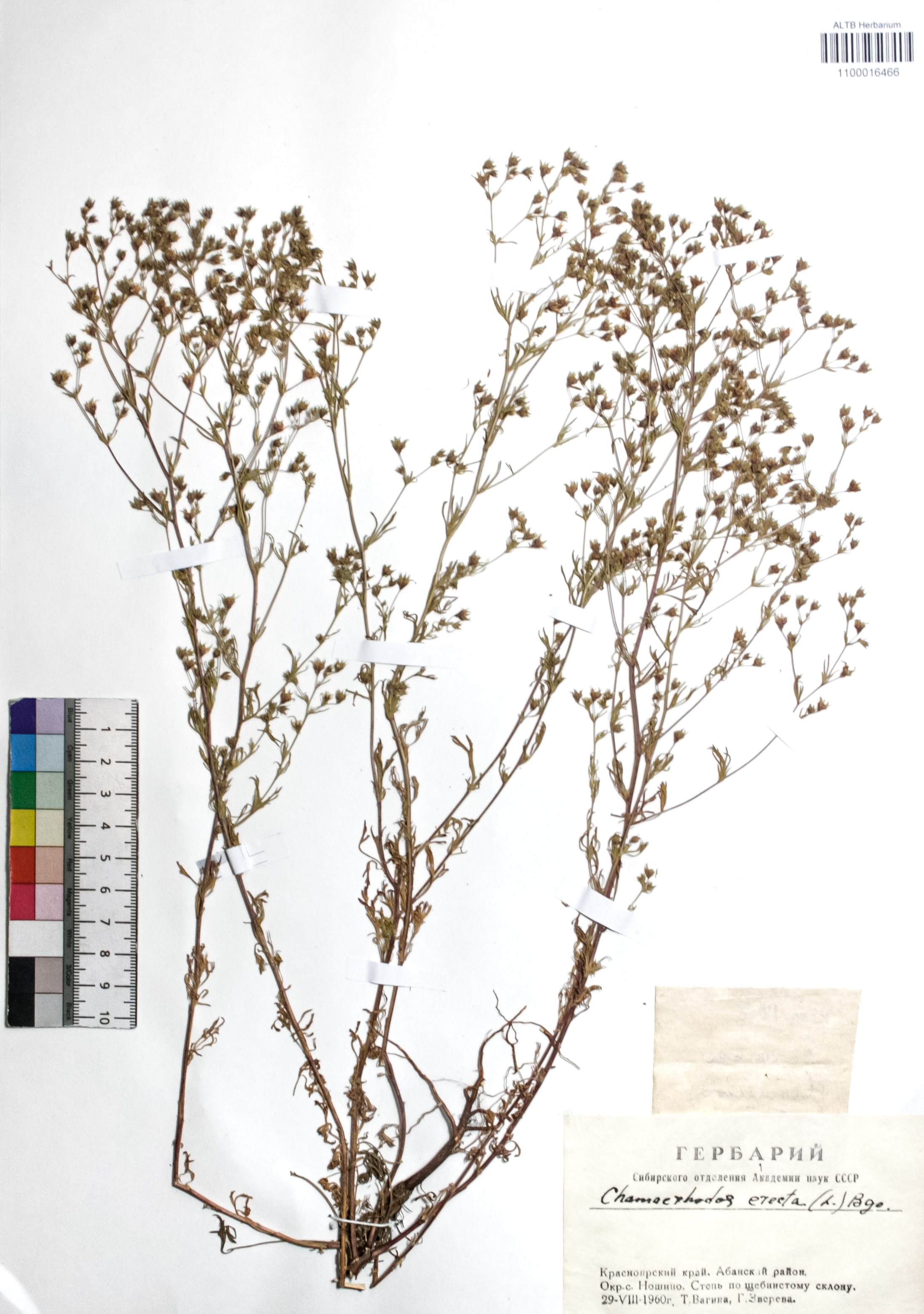 Chamaerhodos erecta (L.) Bunge