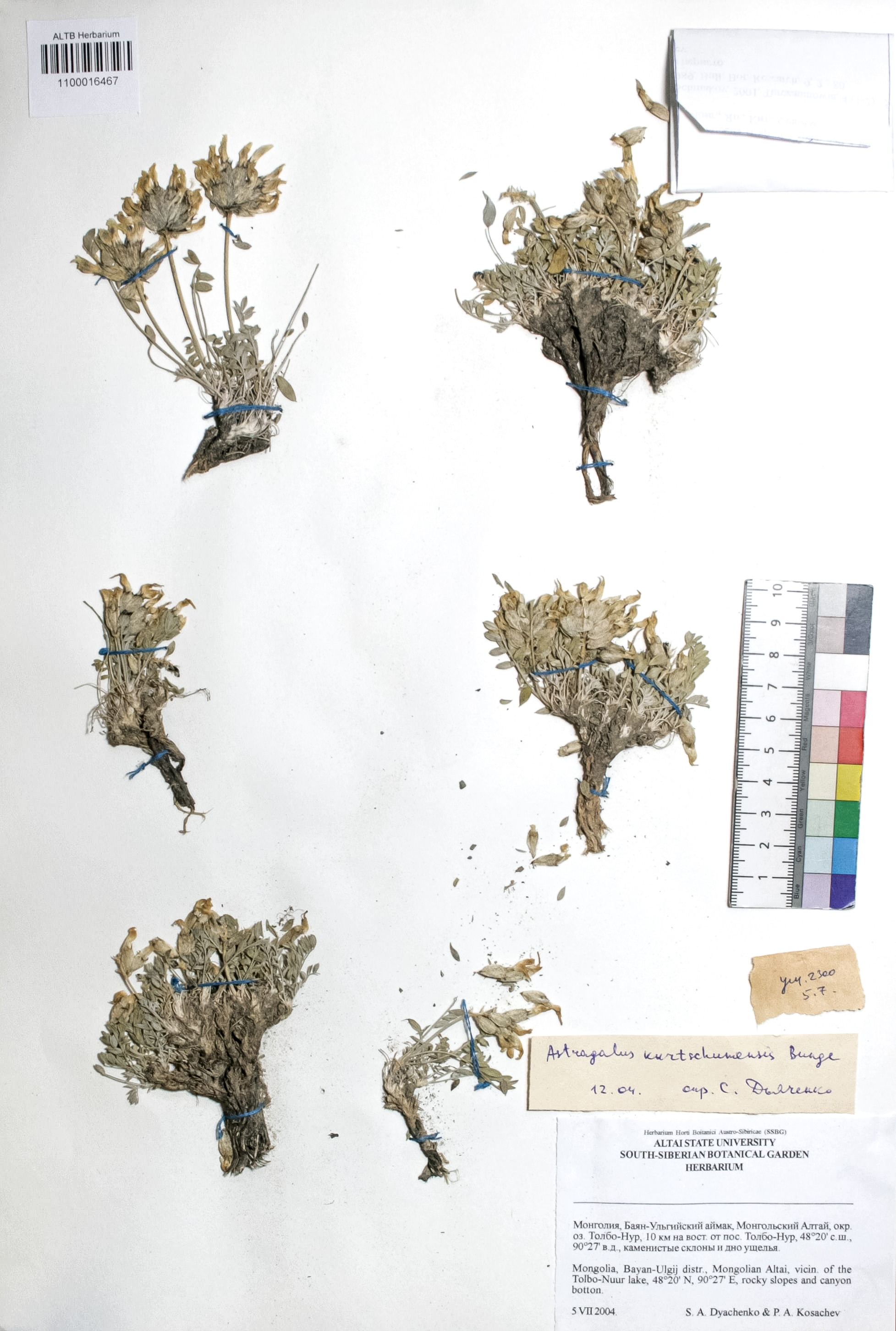 Astragalus kurtschumensis Bunge