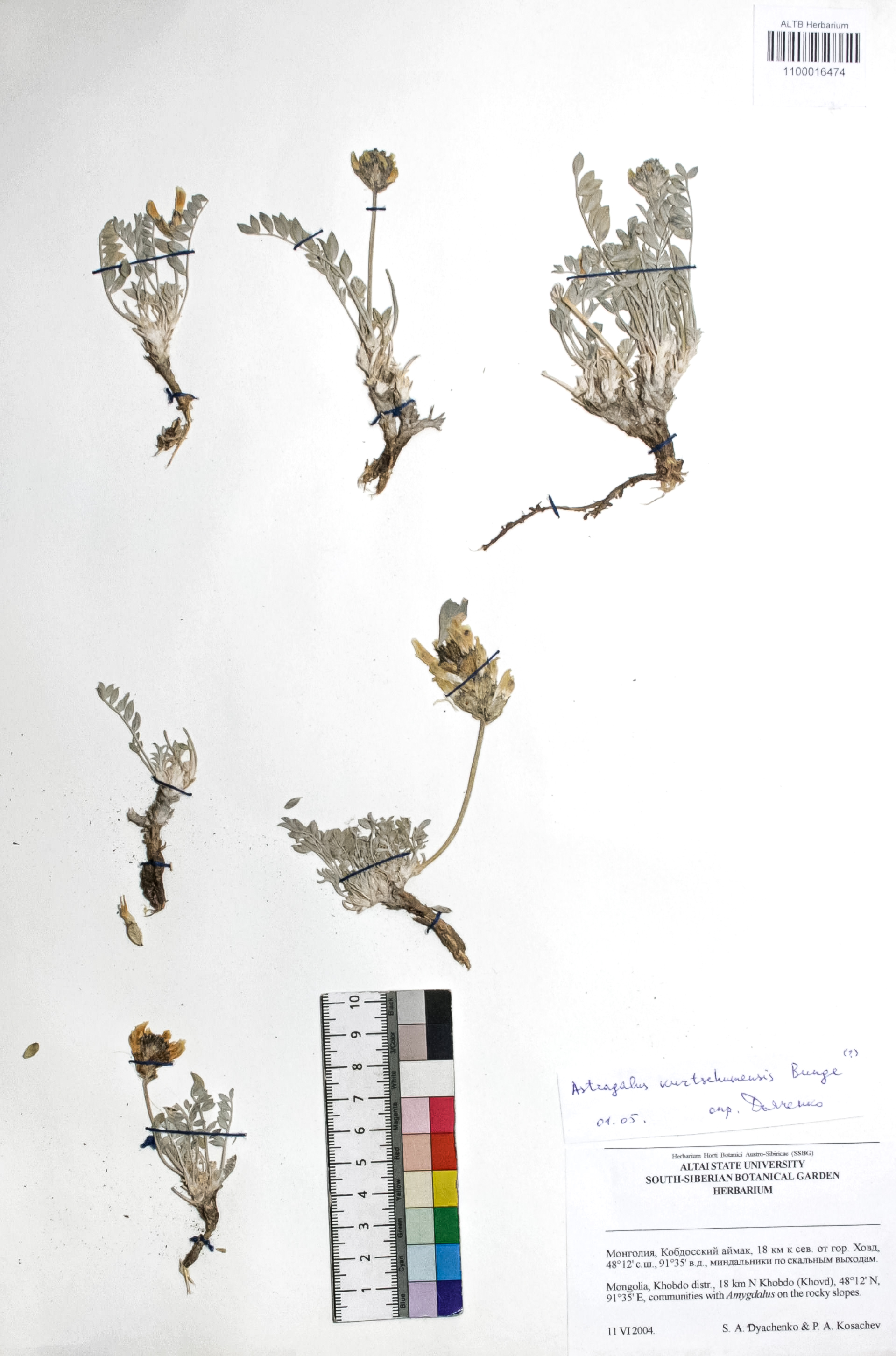 Astragalus kurtschumensis Bunge