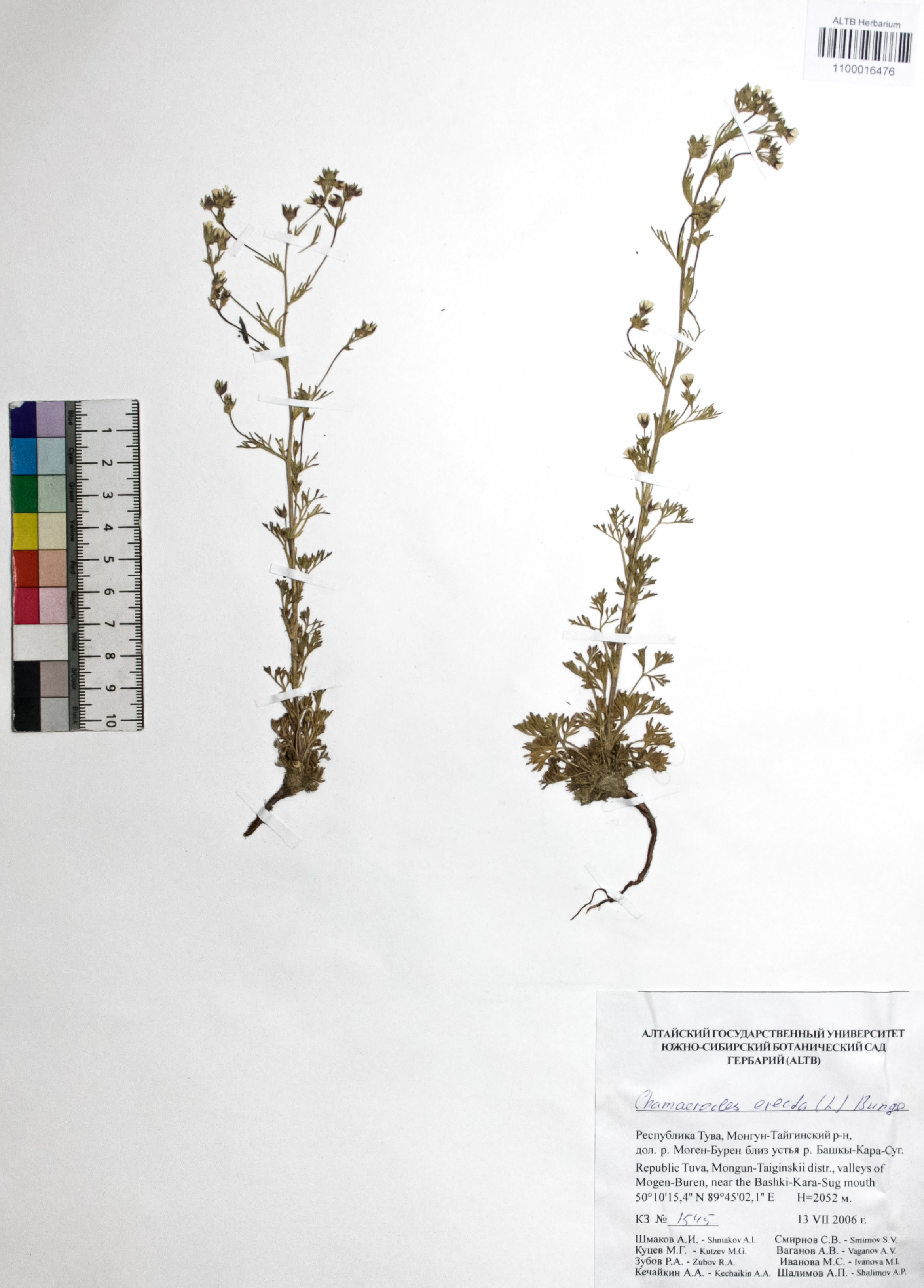 Chamaerhodos erecta (L.) Bunge