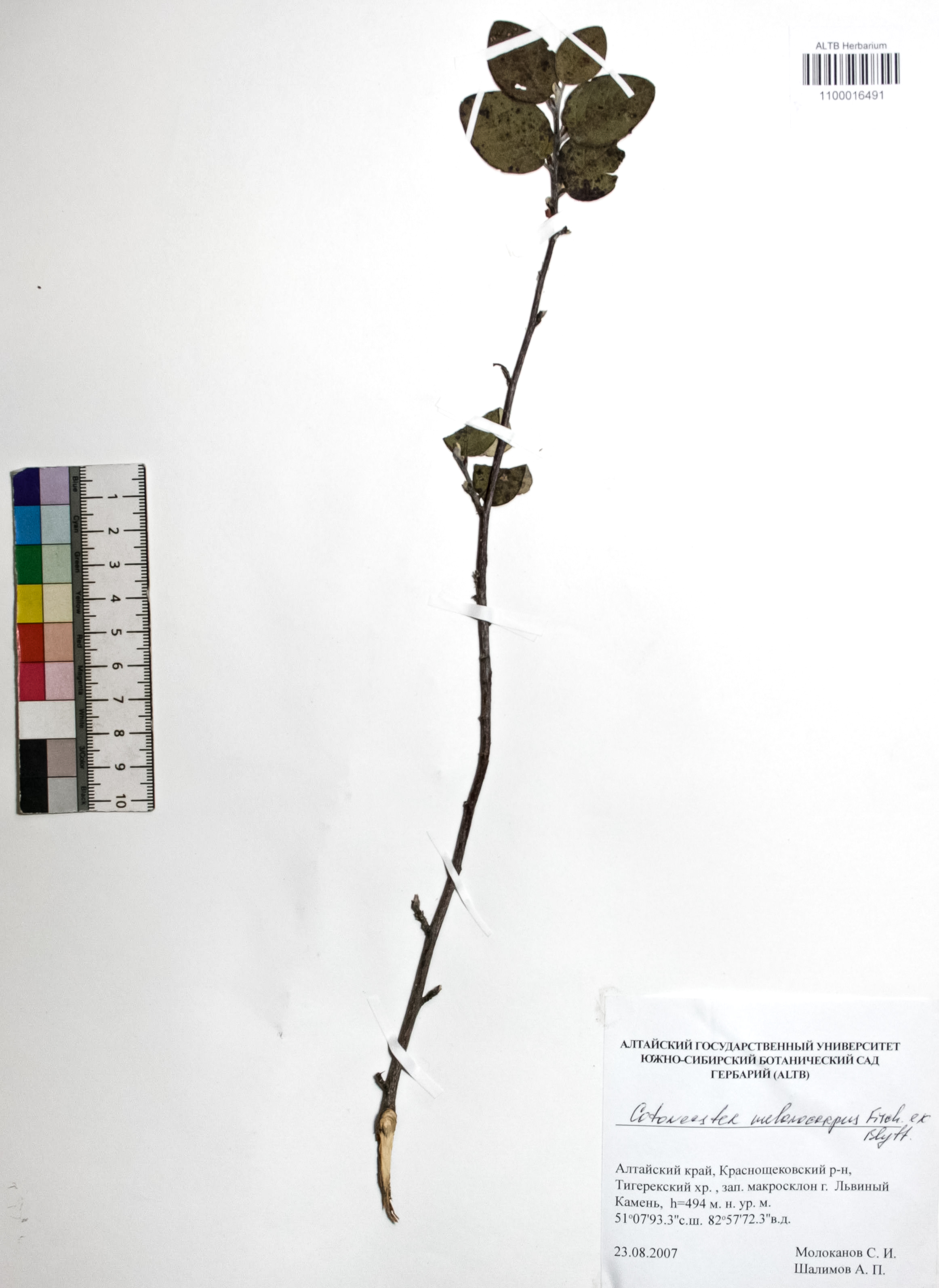 Cotoneaster melanocarpus Fisch. ex Blytt