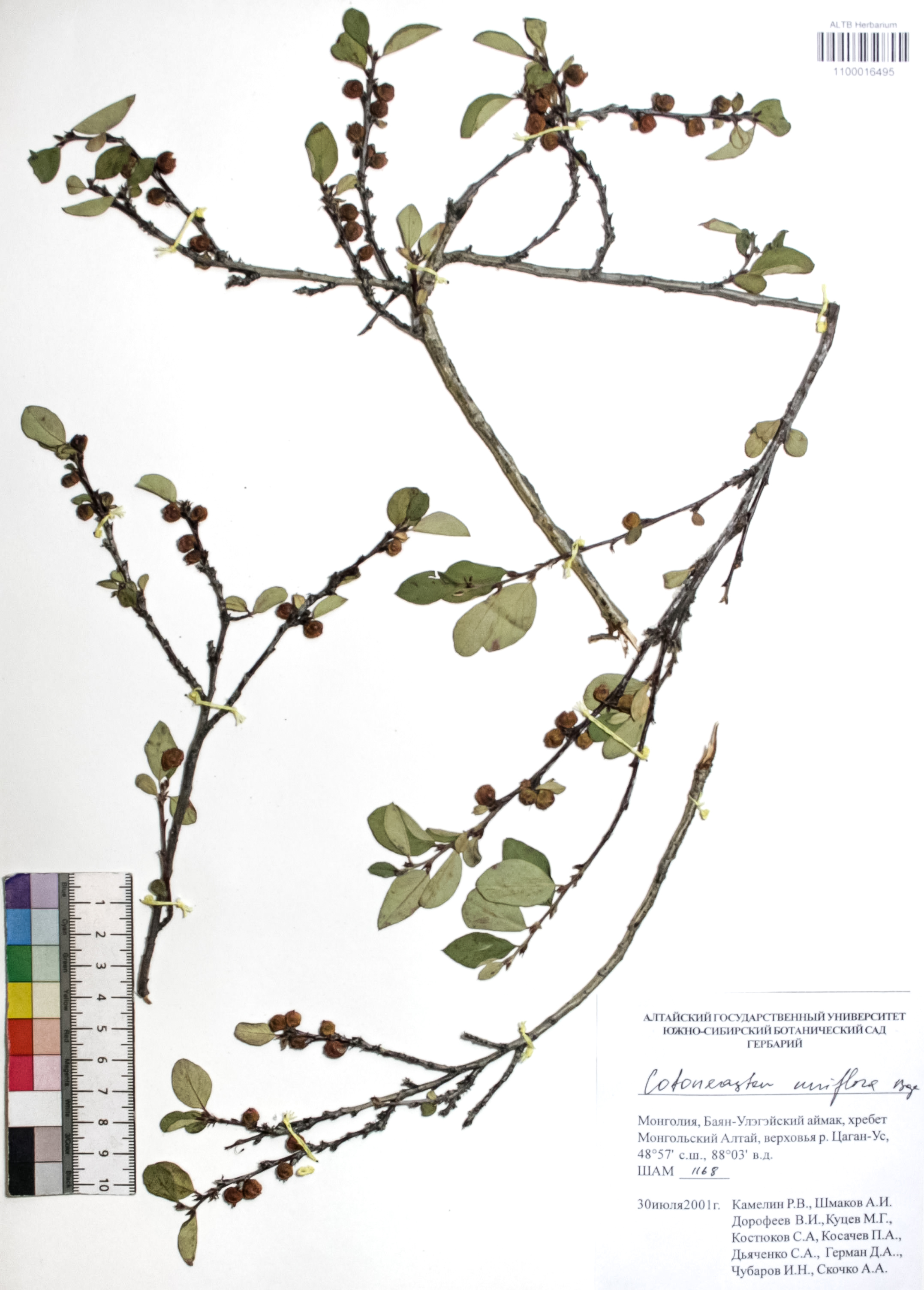 Cotoneaster uniflorus Bunge