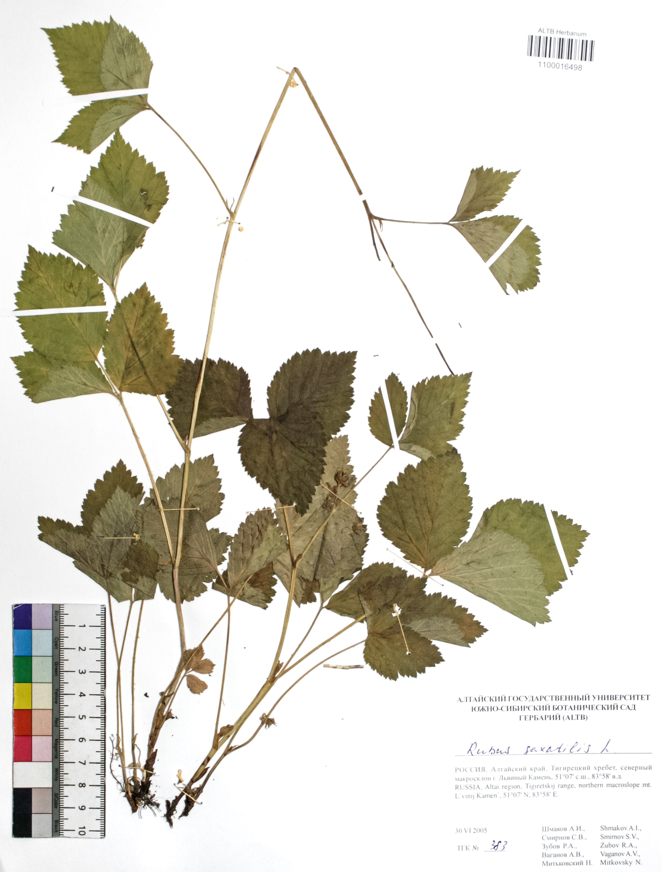 Rubus saxatilis L.