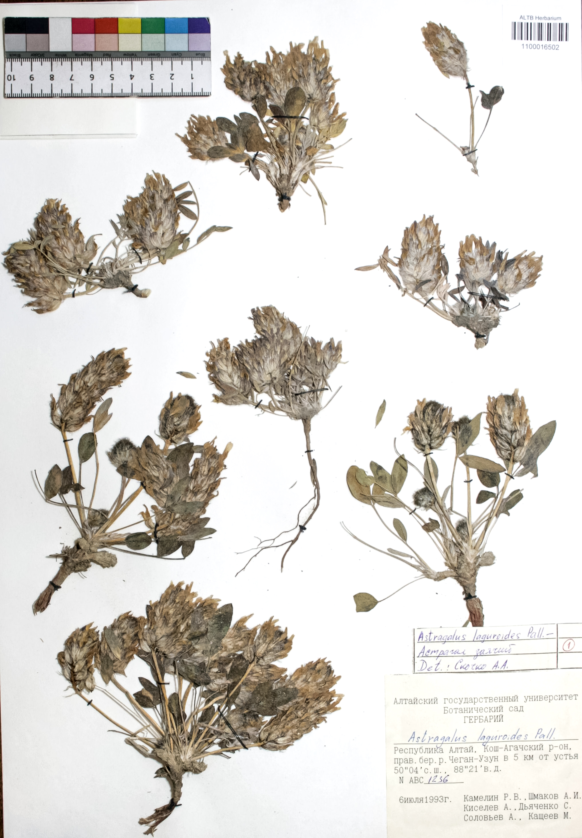 Astragalus laguroides Pall.