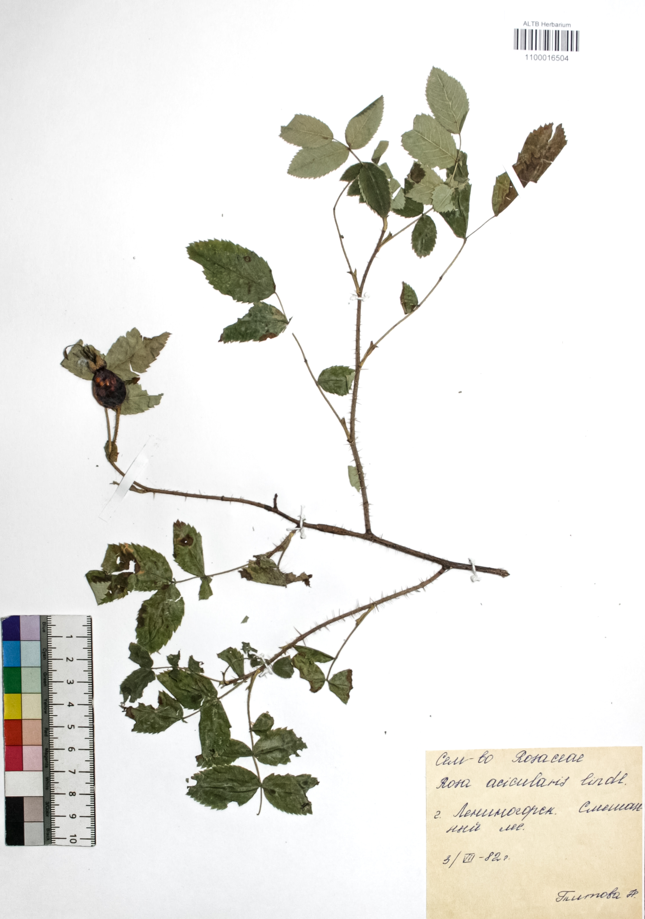 Rosa acicularis Lindl.