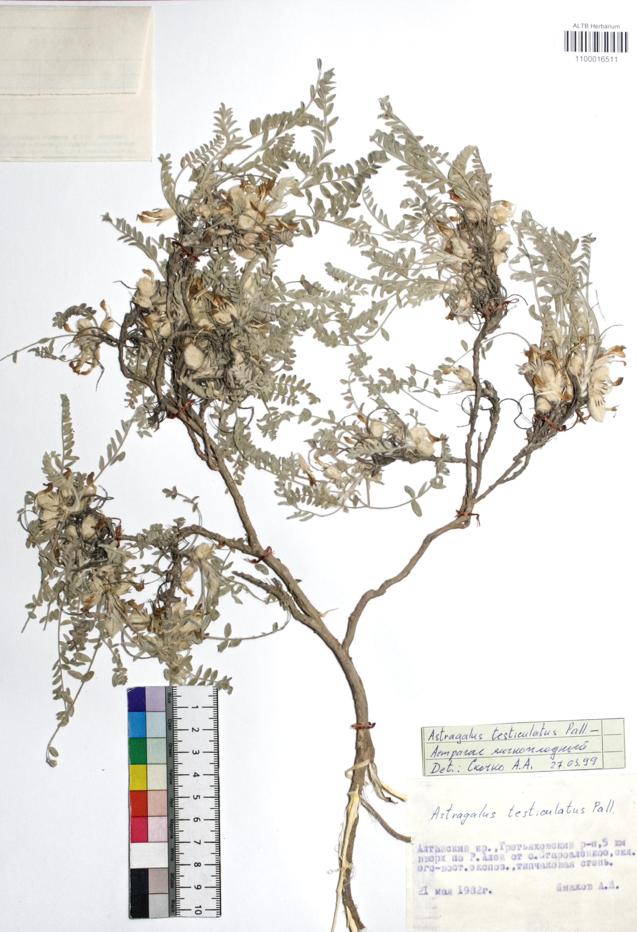 Astragalus testiculatus Pall. 