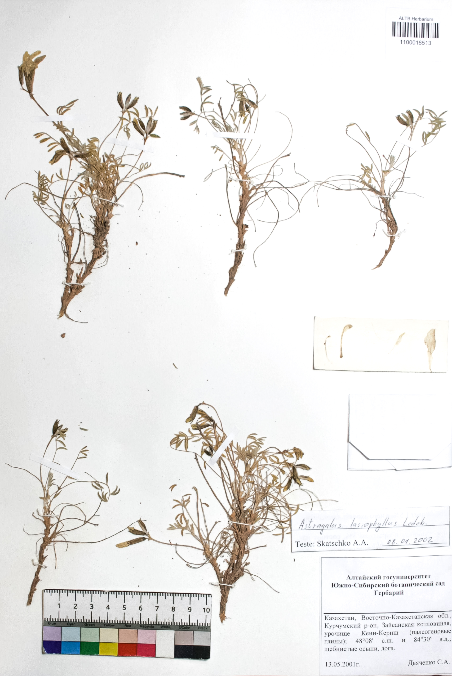 Astragalus lasiophyllus Ledeb.