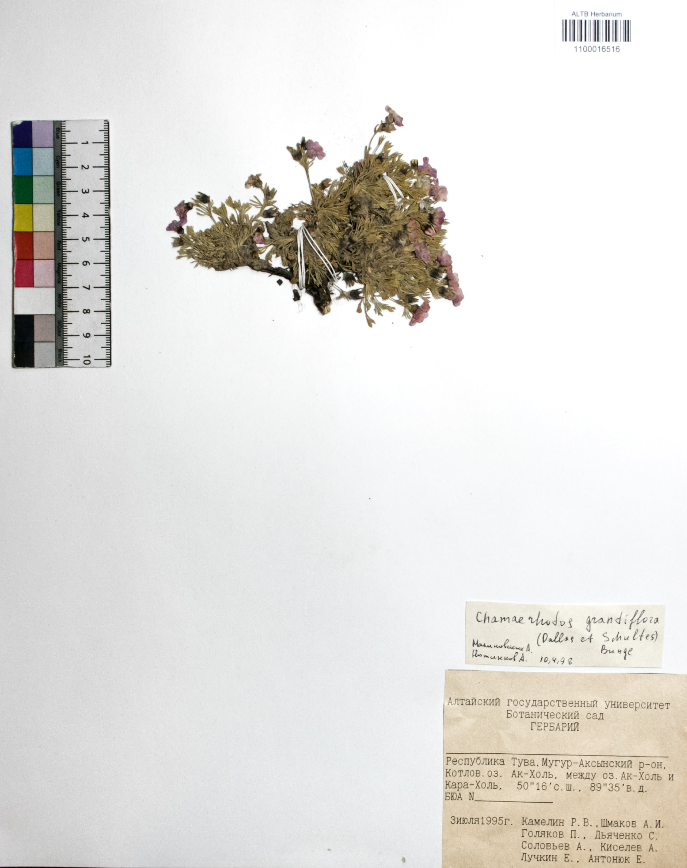Chamaerhodos grandiflora (Pallas ex Schultes) Bunge