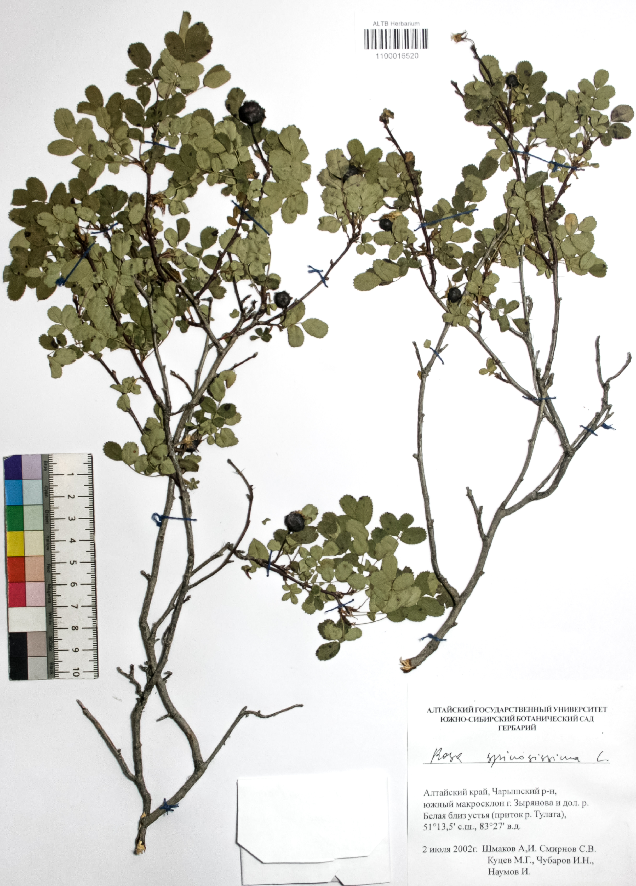 Rosa spinosissima L.