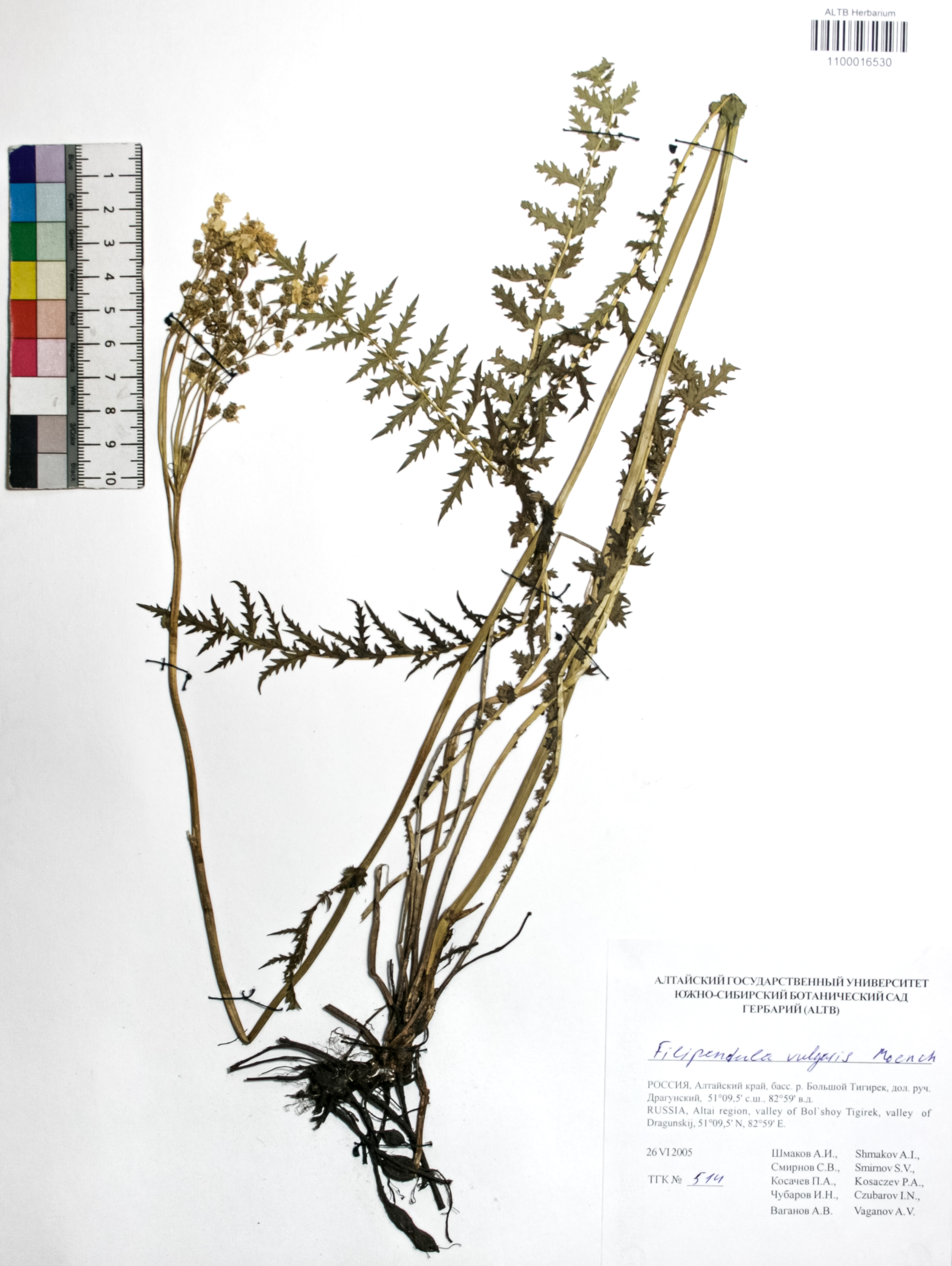 Filipendula vulgaris Moench