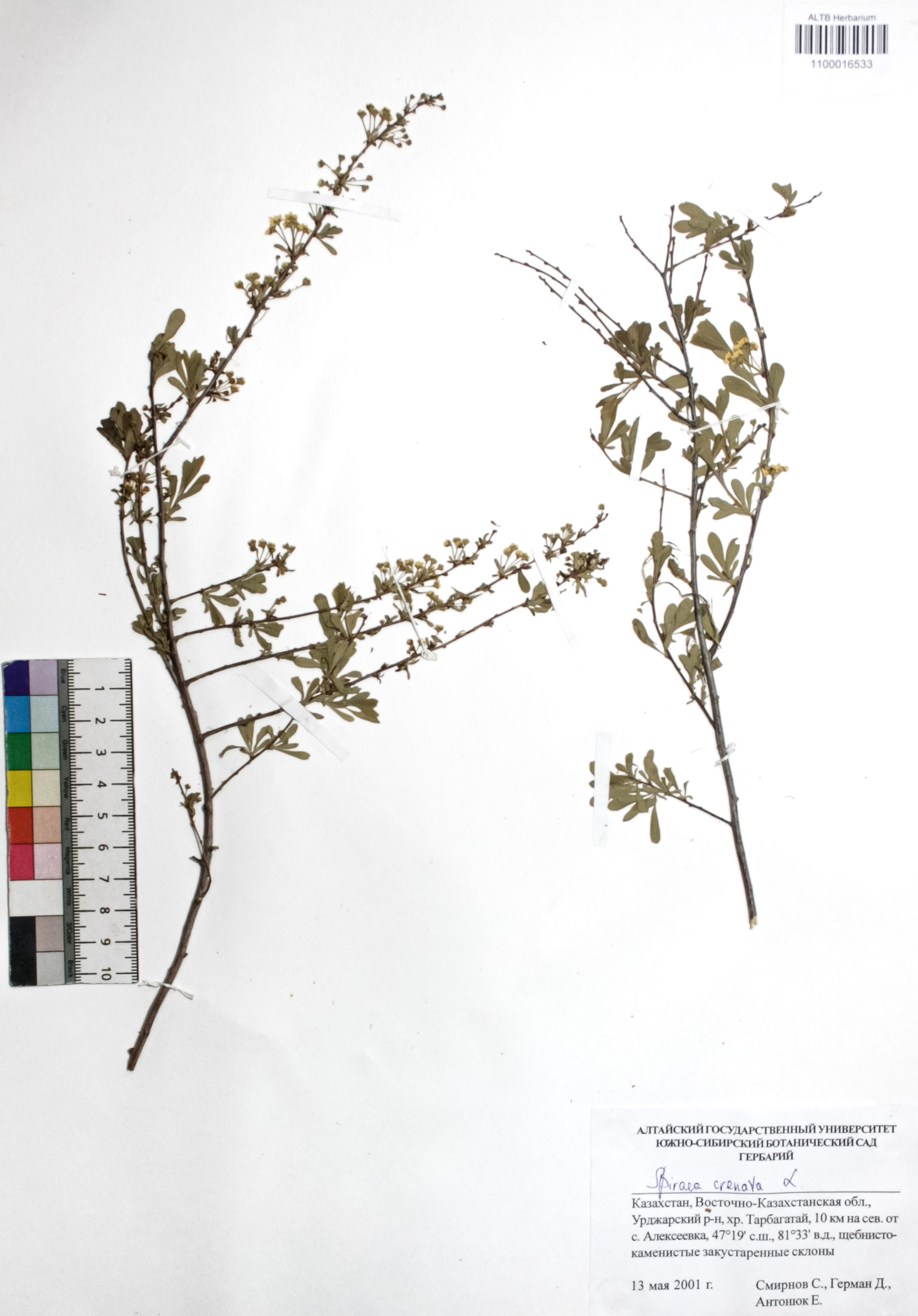 Spiraea crenata L.