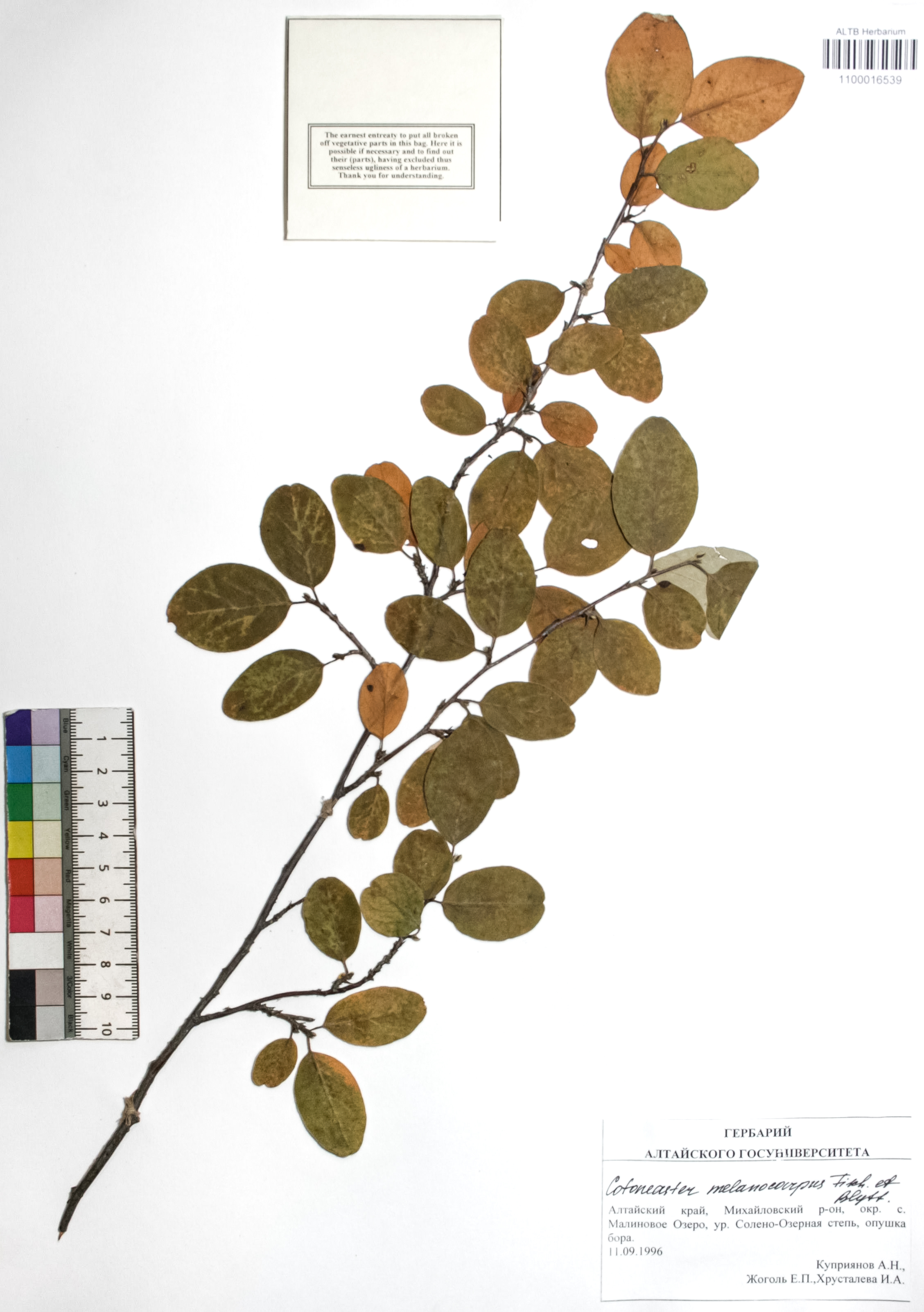 Cotoneaster melanocarpus Fisch. ex Blytt