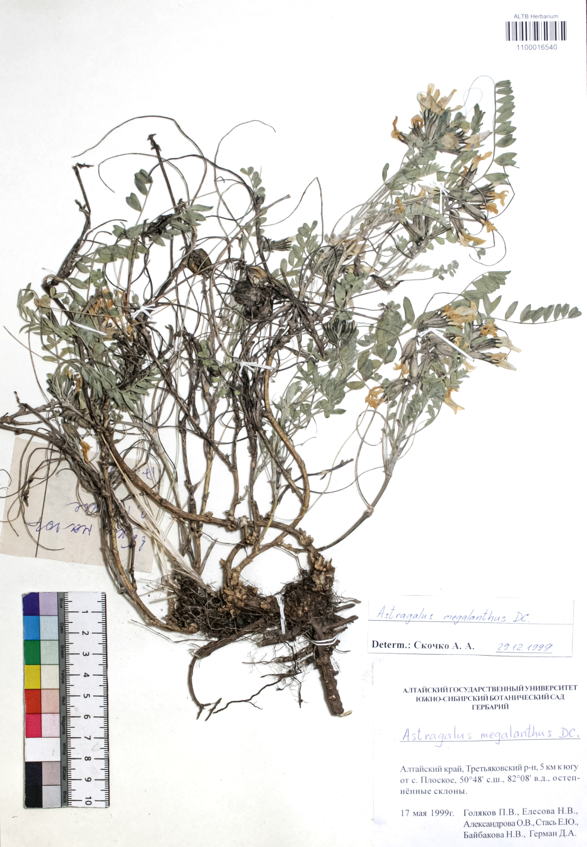 Astragalus macropterus DC.