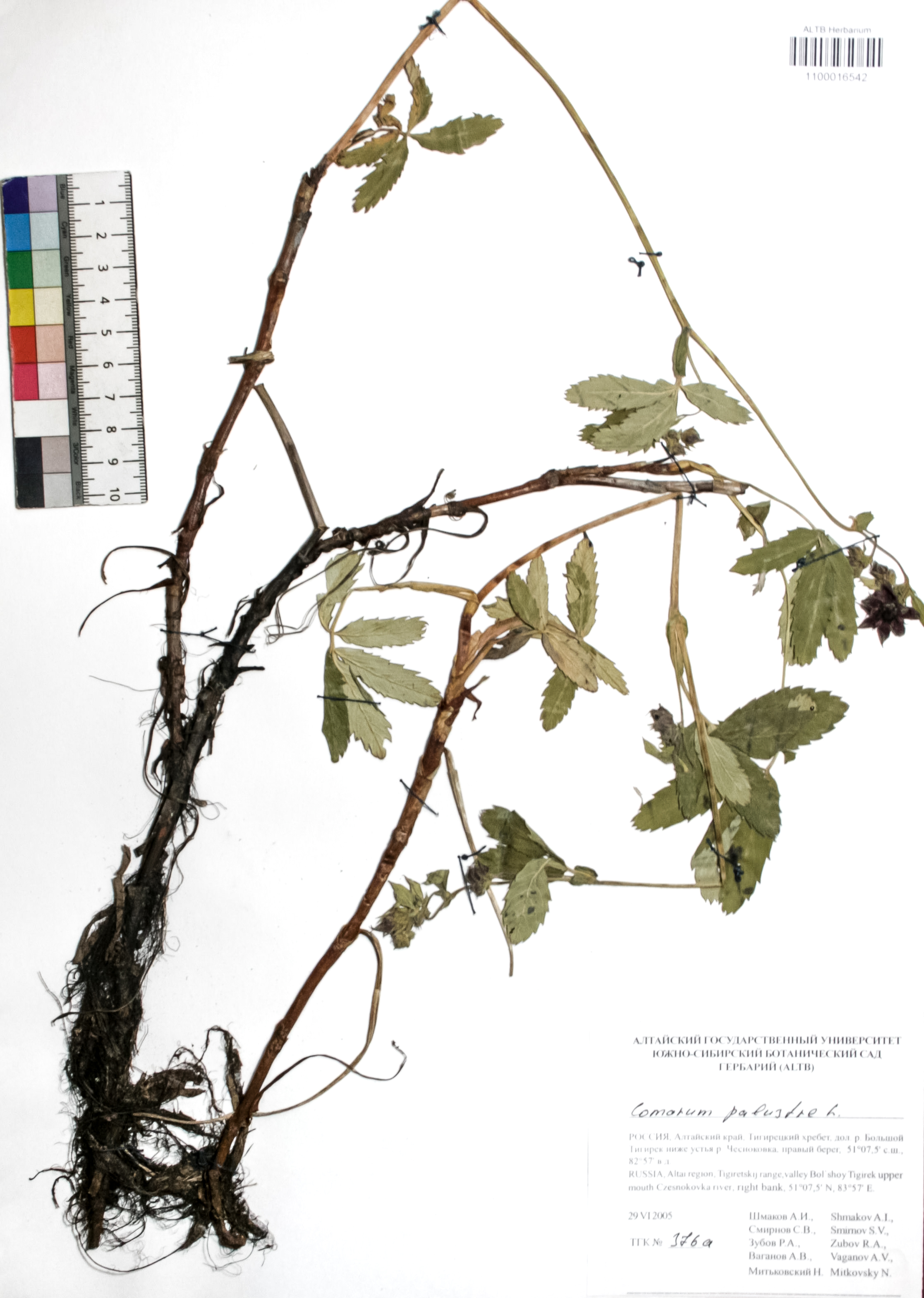 Comarum palustre L.