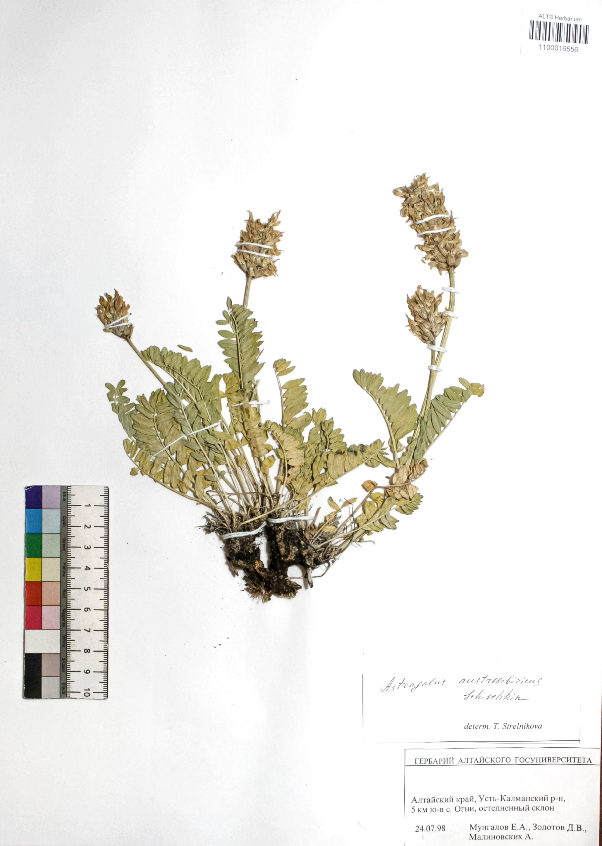 Astragalus austrosibiricus Schischk.