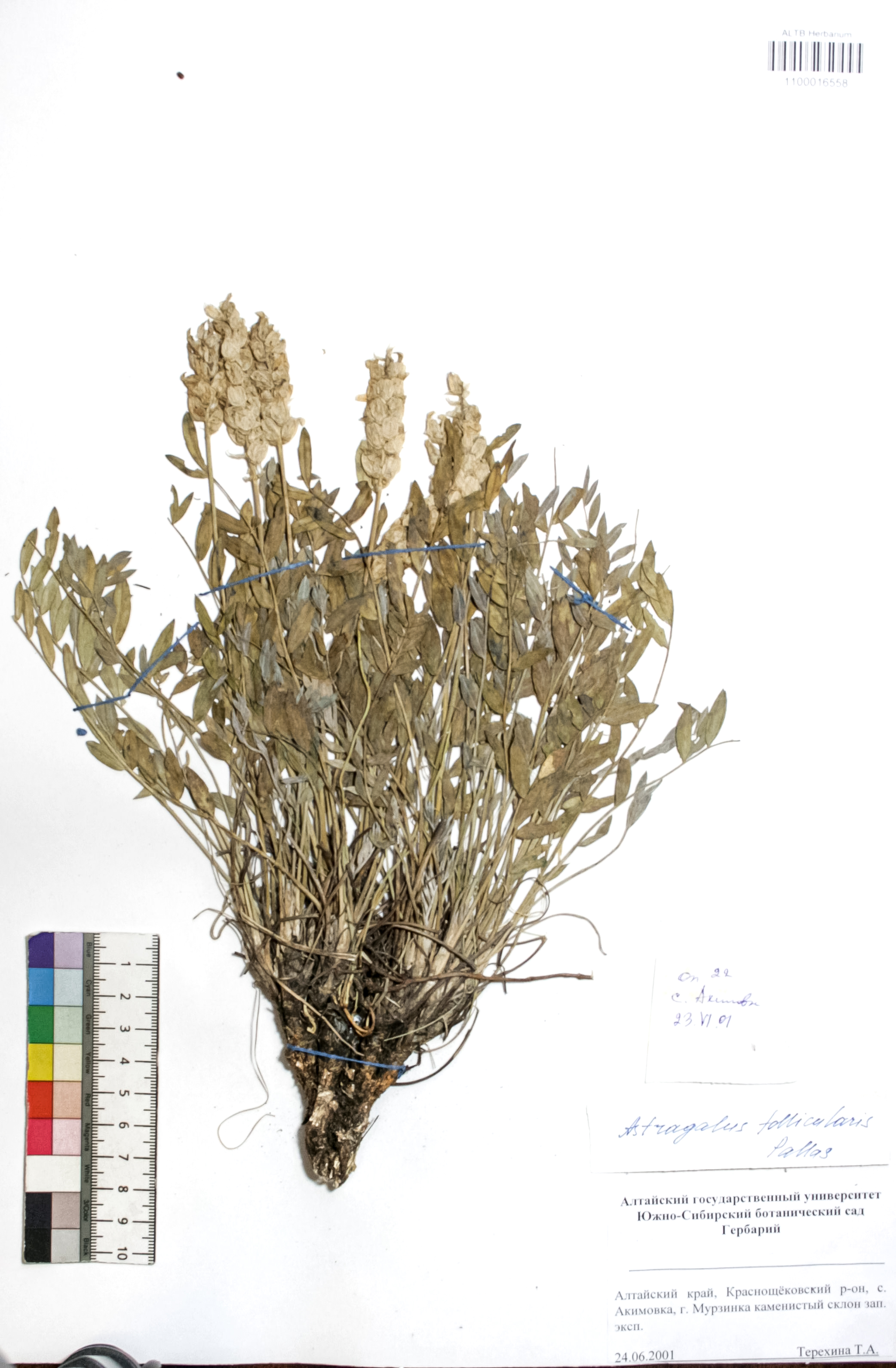Astragalus follicularis Pall.