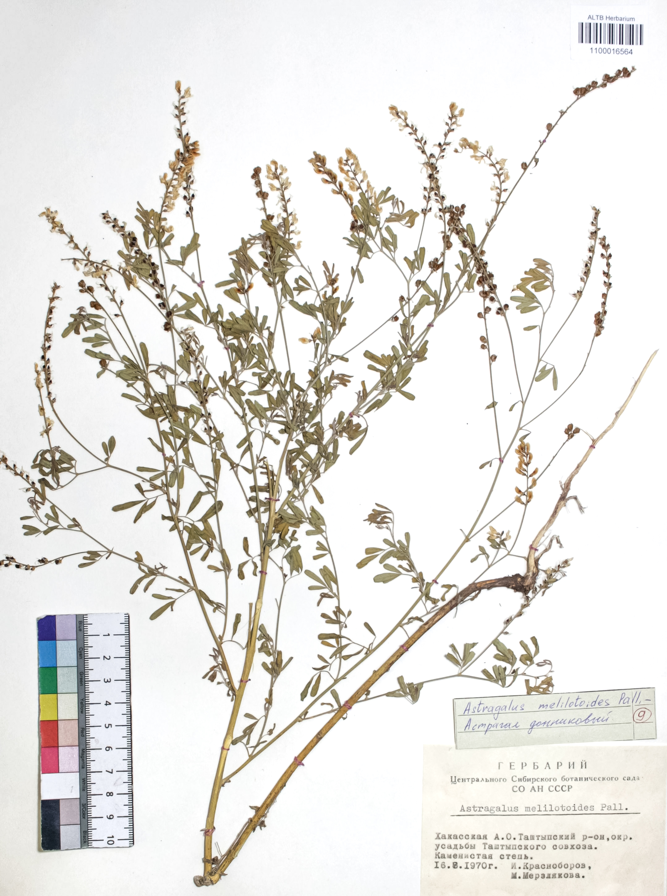 Astragalus macropterus DC.