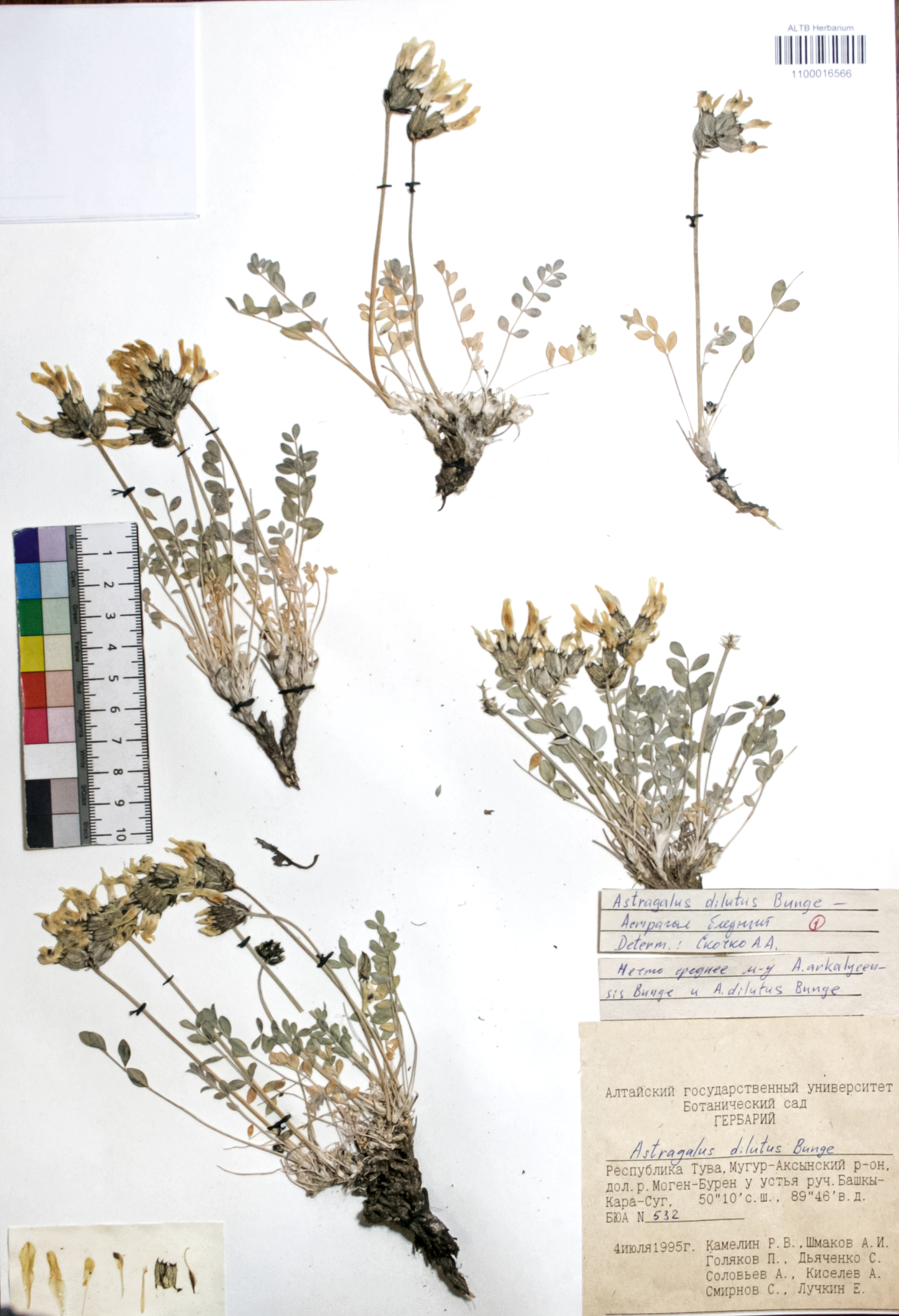 Astragalus dilutus Bunge