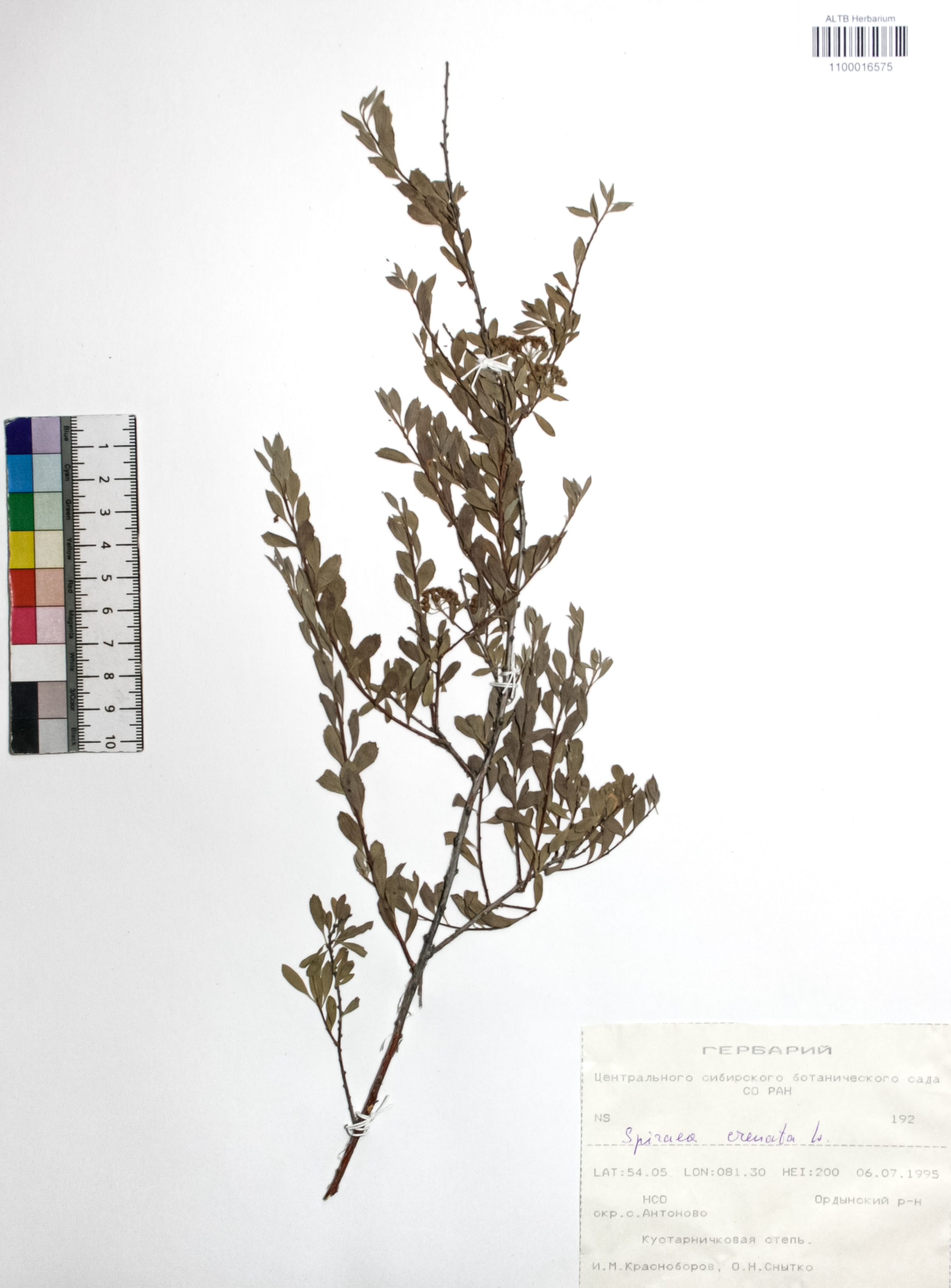 Spiraea crenata L.