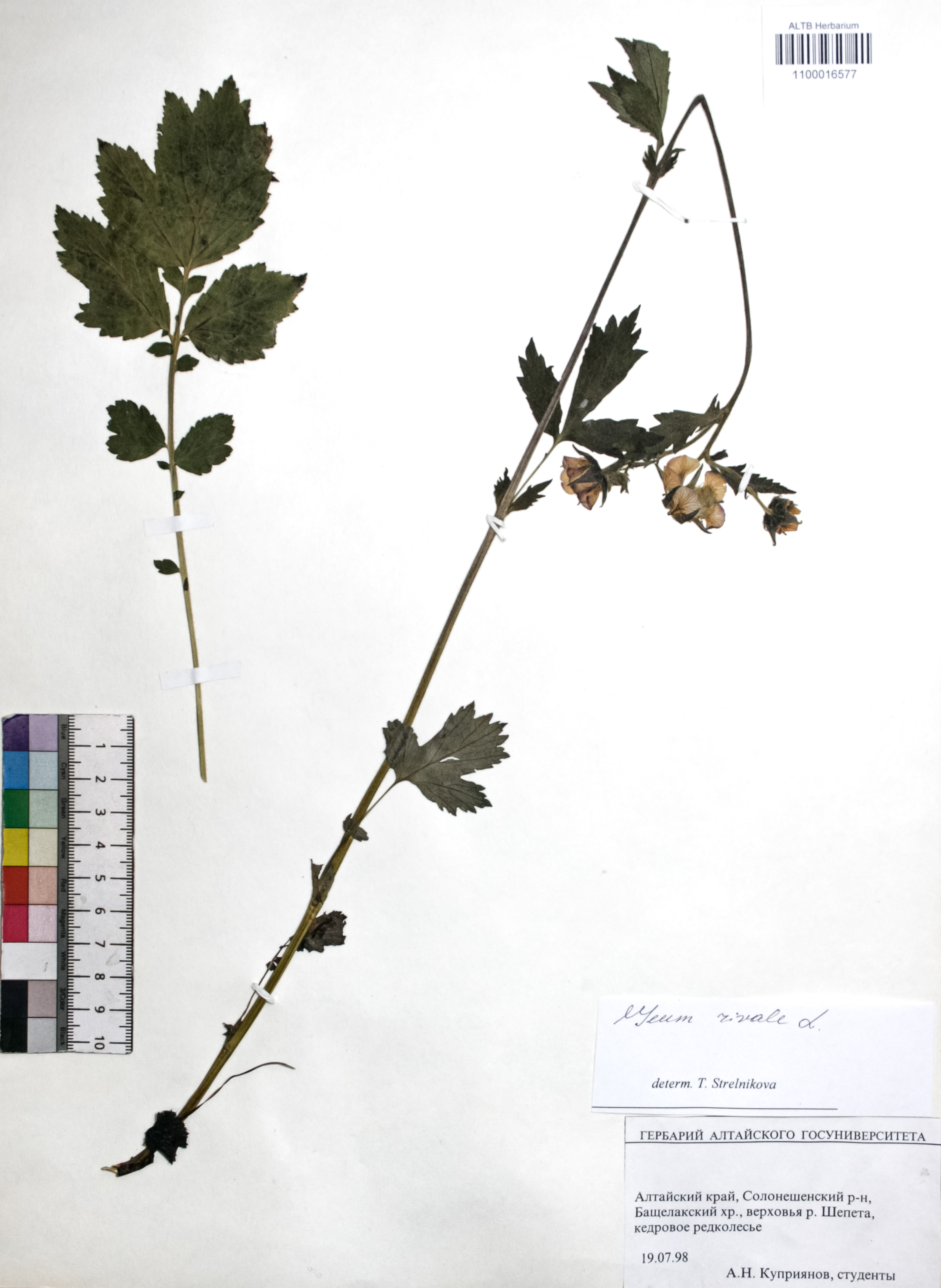 Geum rivale L.