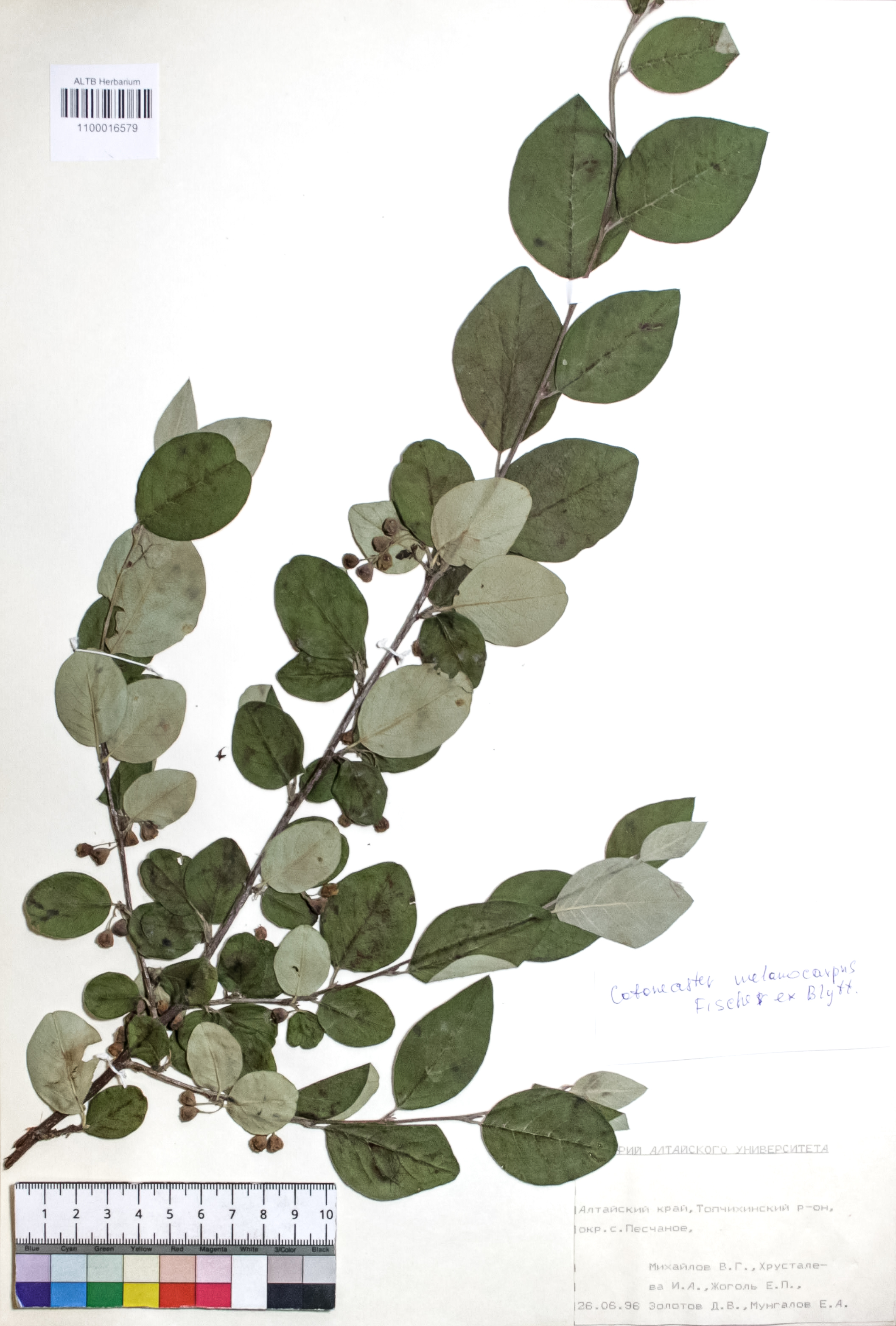 Cotoneaster melanocarpus Fisch. ex Blytt
