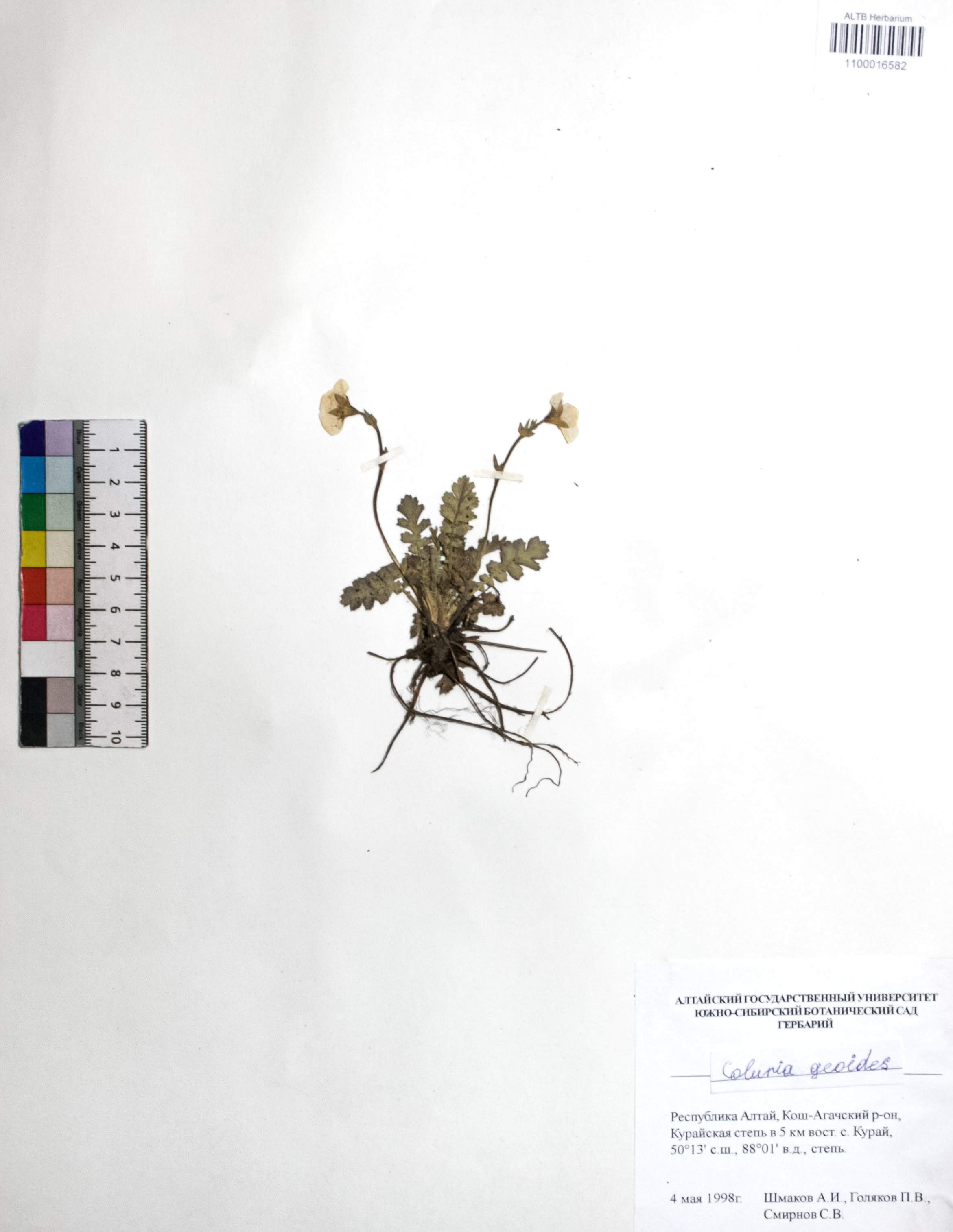 Coluria geoides (Pall.) Ledeb.