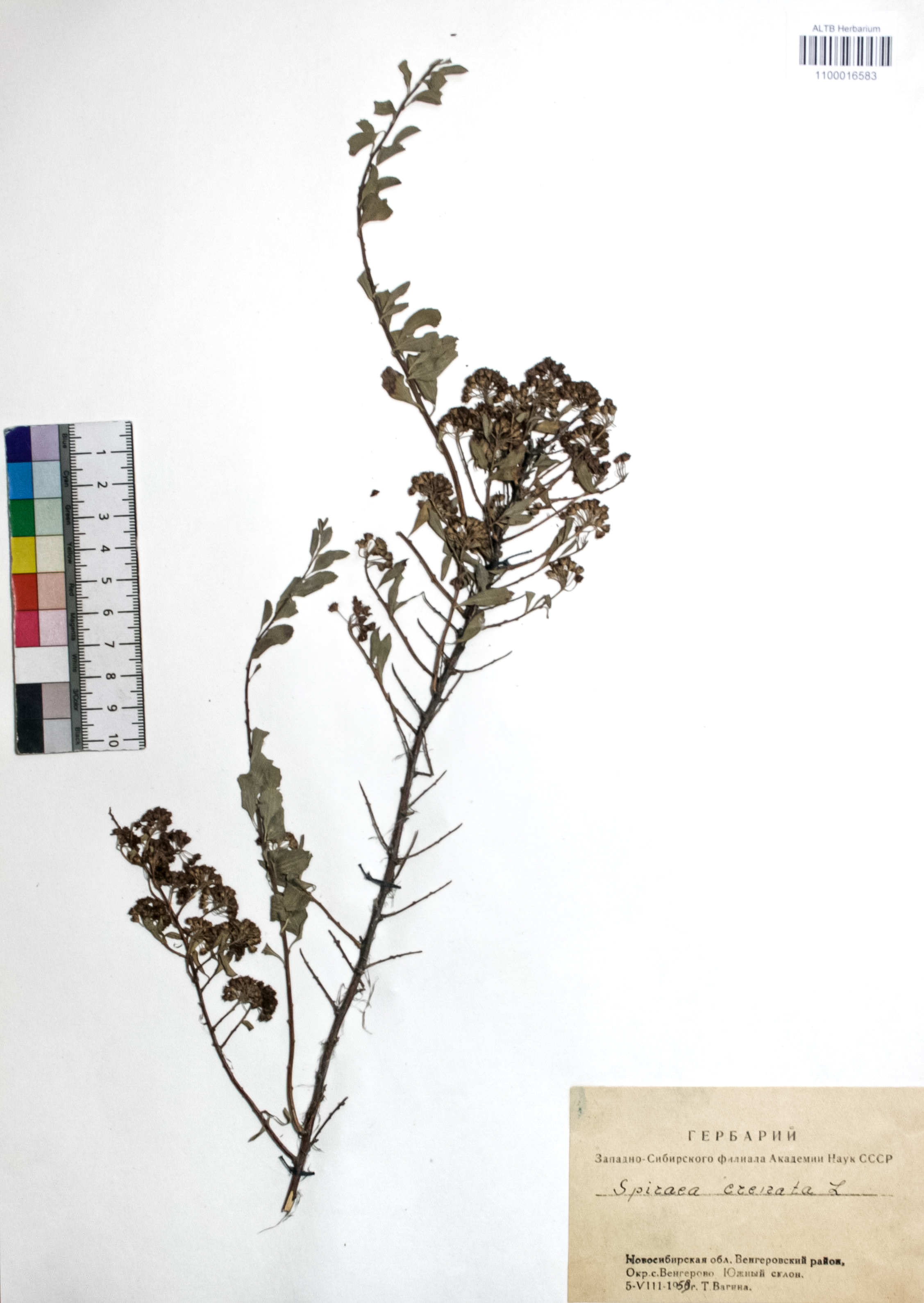 Spiraea crenata L.