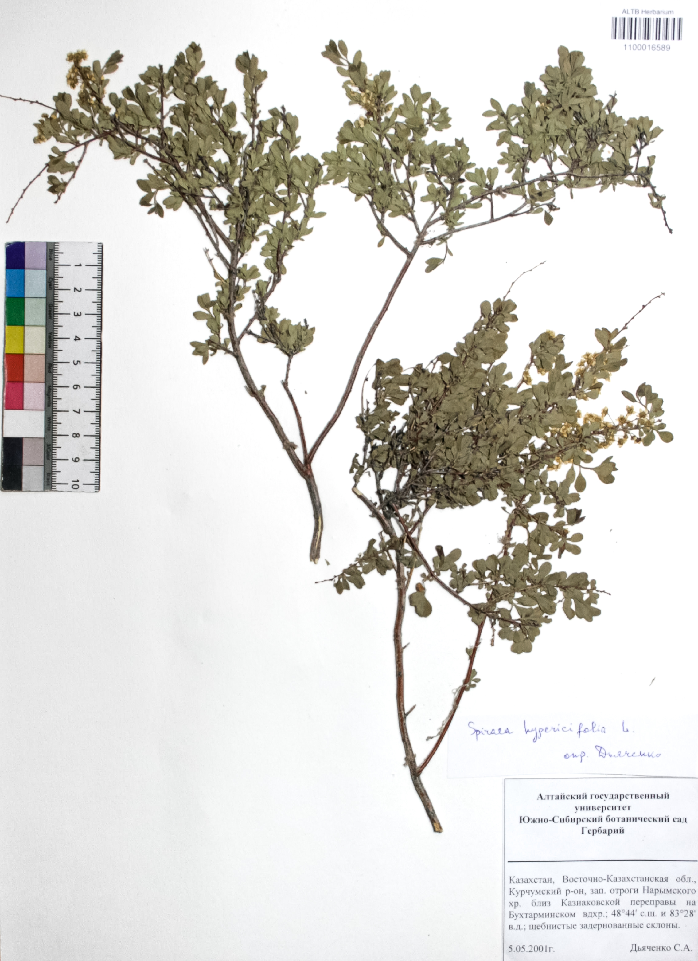 Spiraea hypericifolia L.