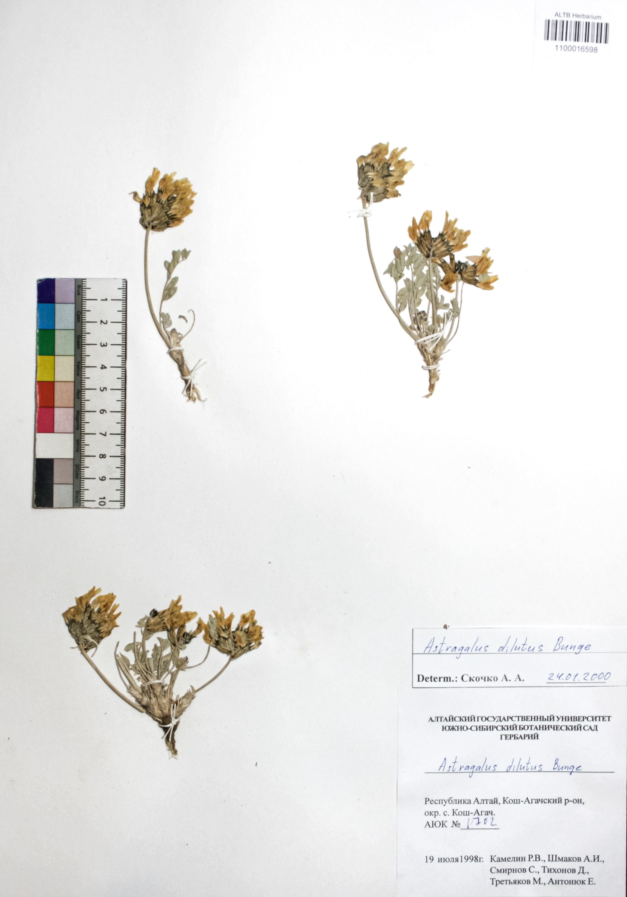 Astragalus dilutus Bunge