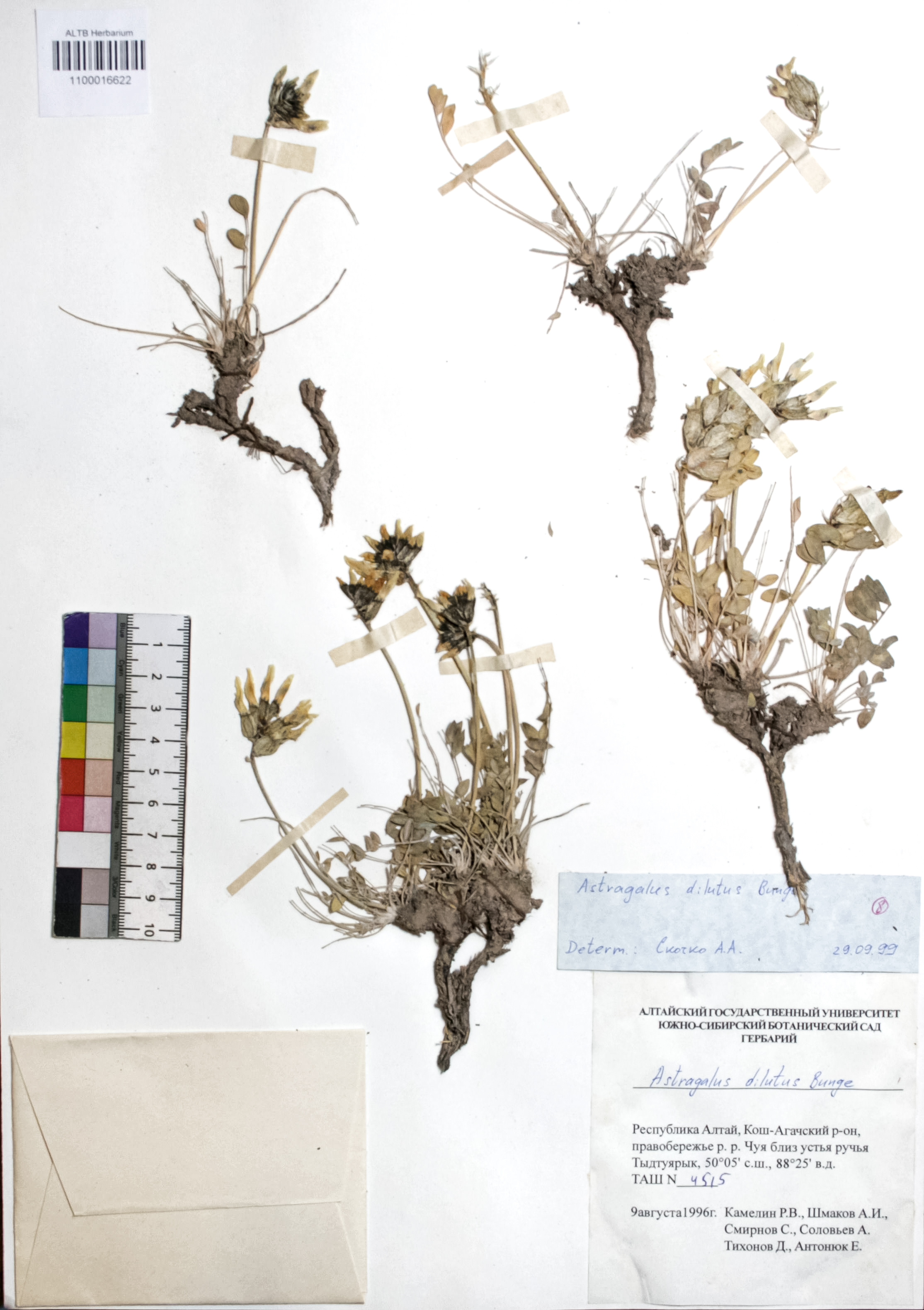 Astragalus dilutus Bunge