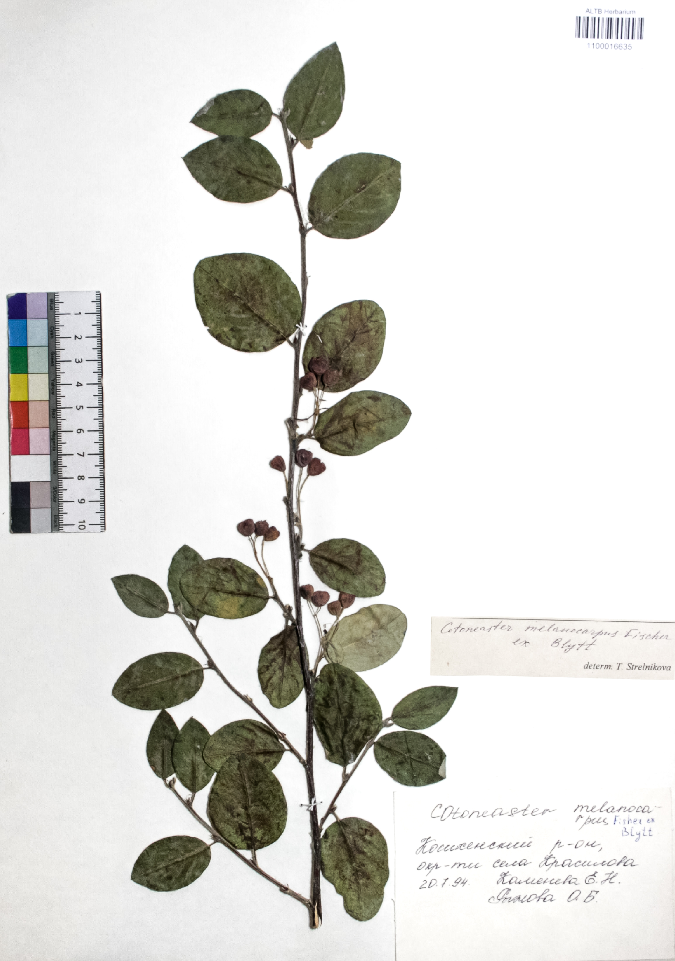 Cotoneaster melanocarpus Fisch. ex Blytt