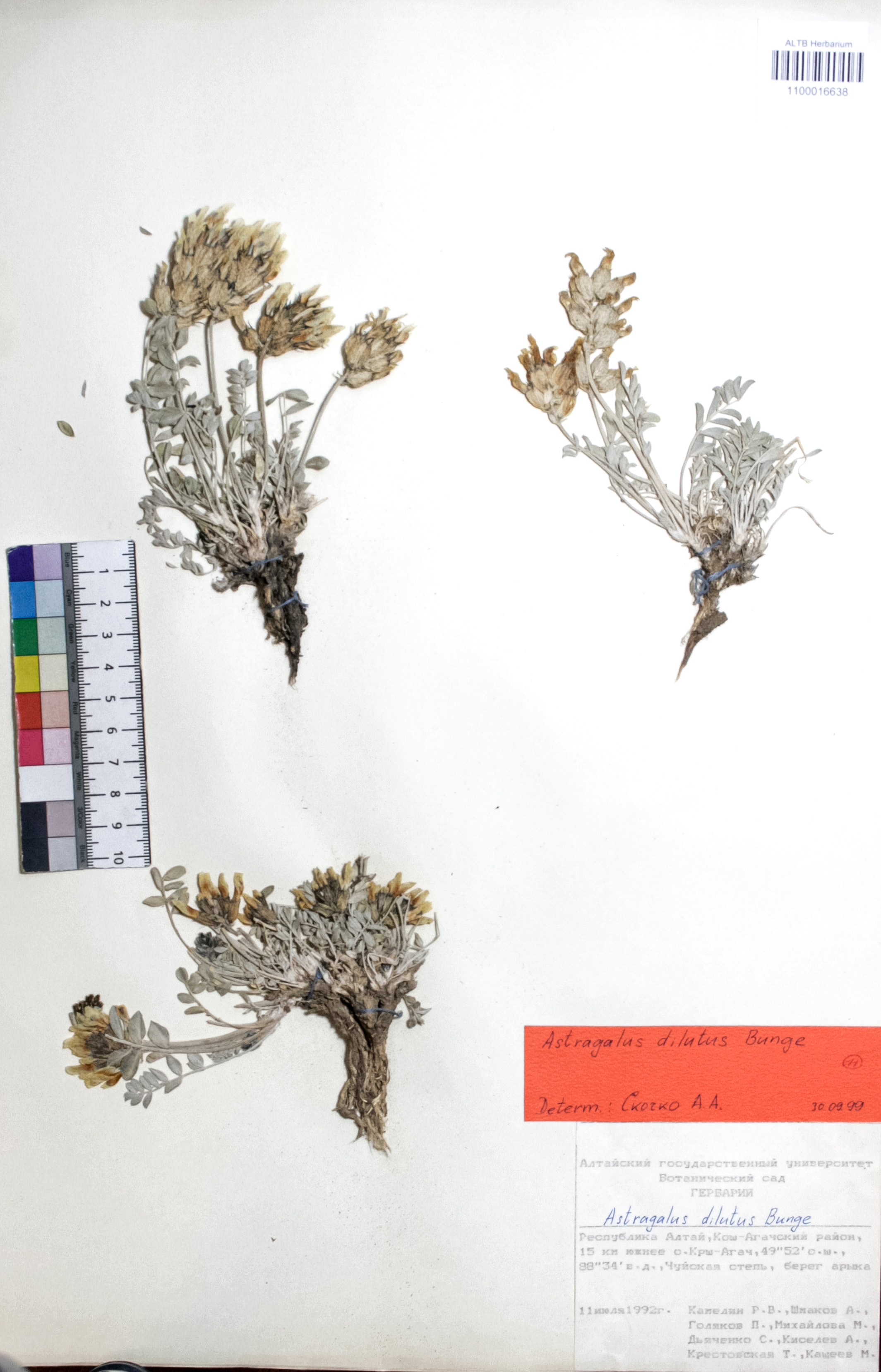 Astragalus dilutus Bunge