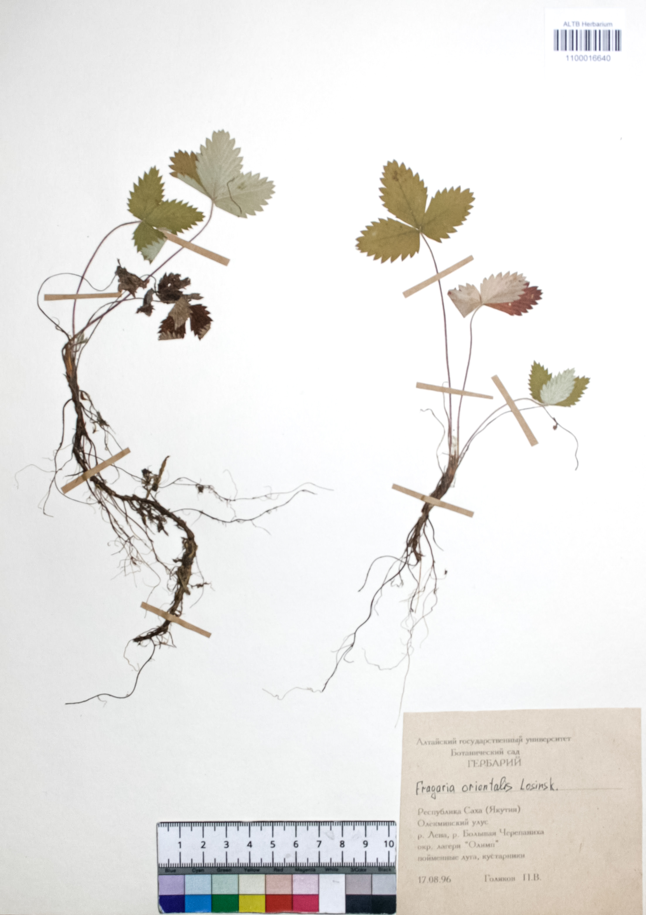 Fragaria orientalis Losinsk.