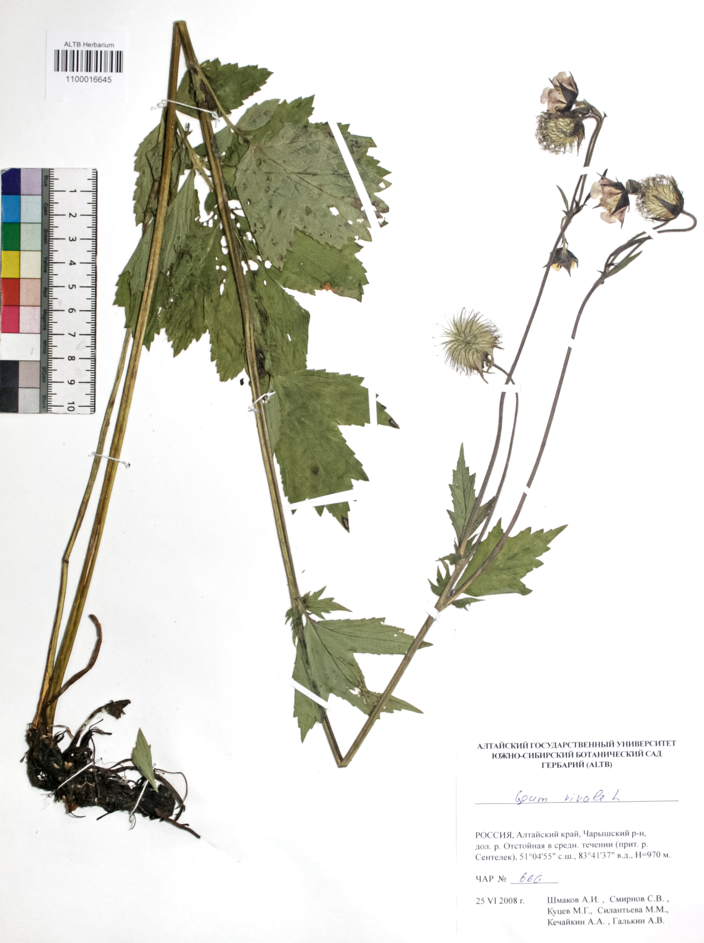 Geum rivale L.