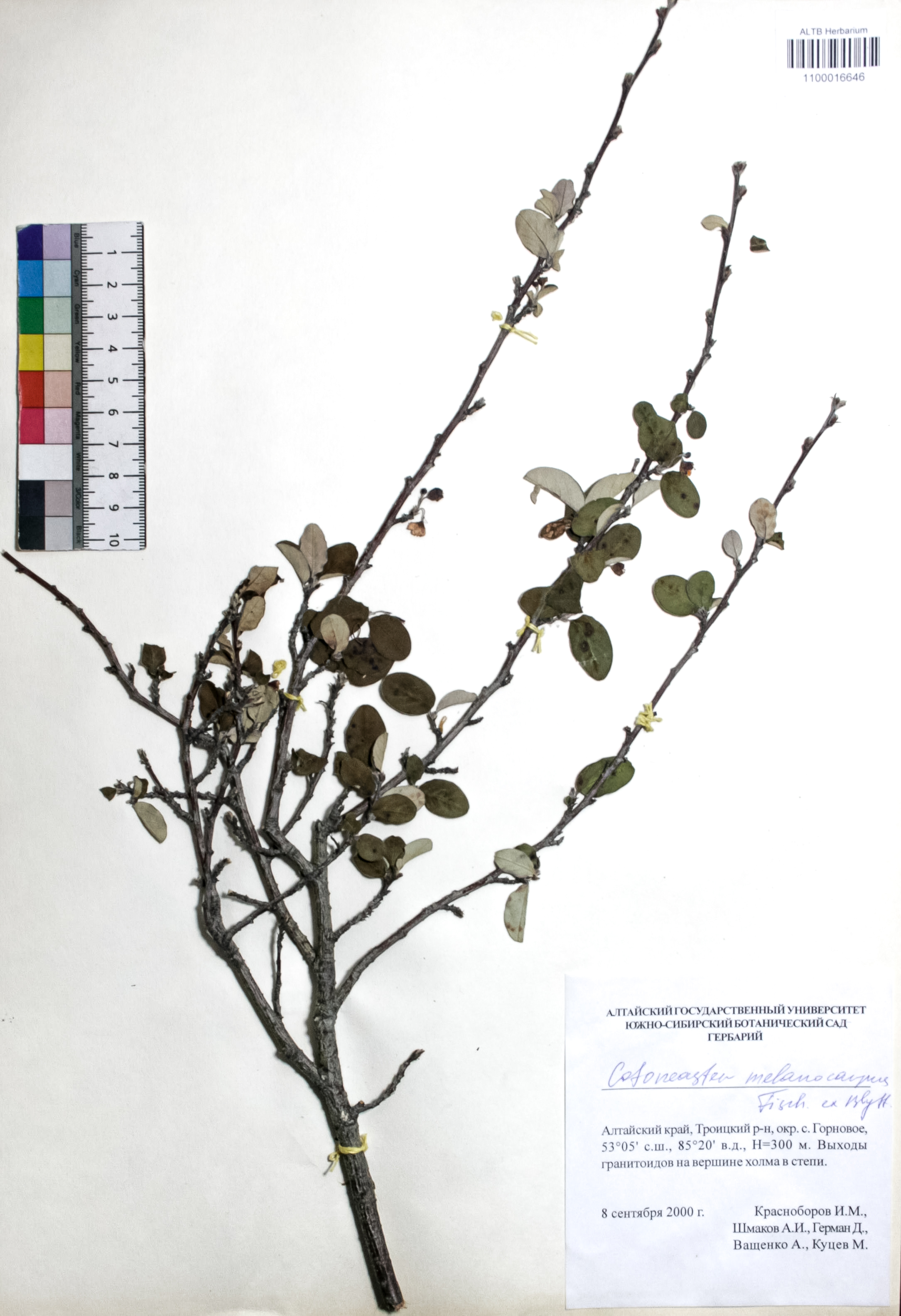 Cotoneaster melanocarpus Fisch. ex Blytt
