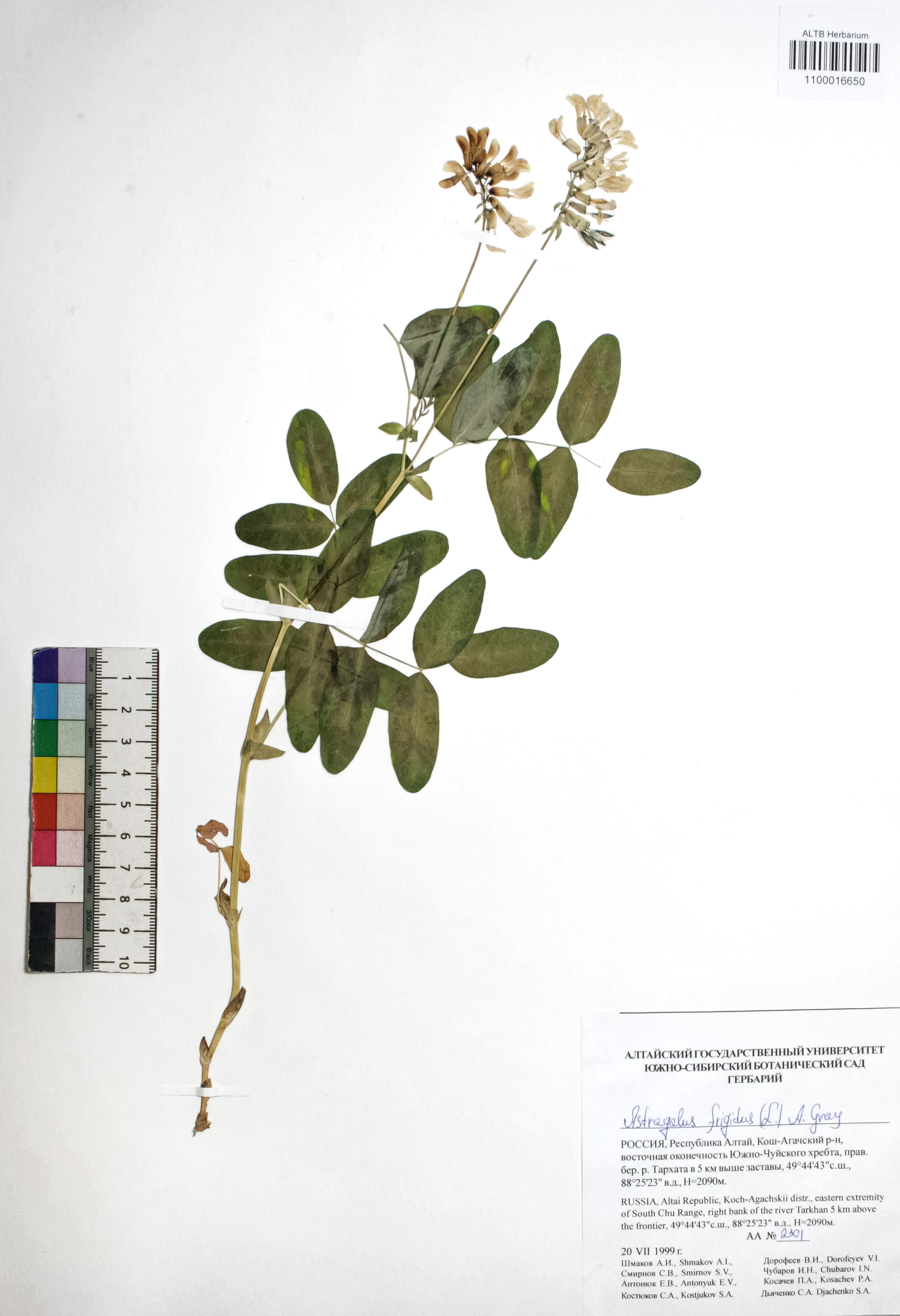 Astragalus frigidus (L.) A. Gray