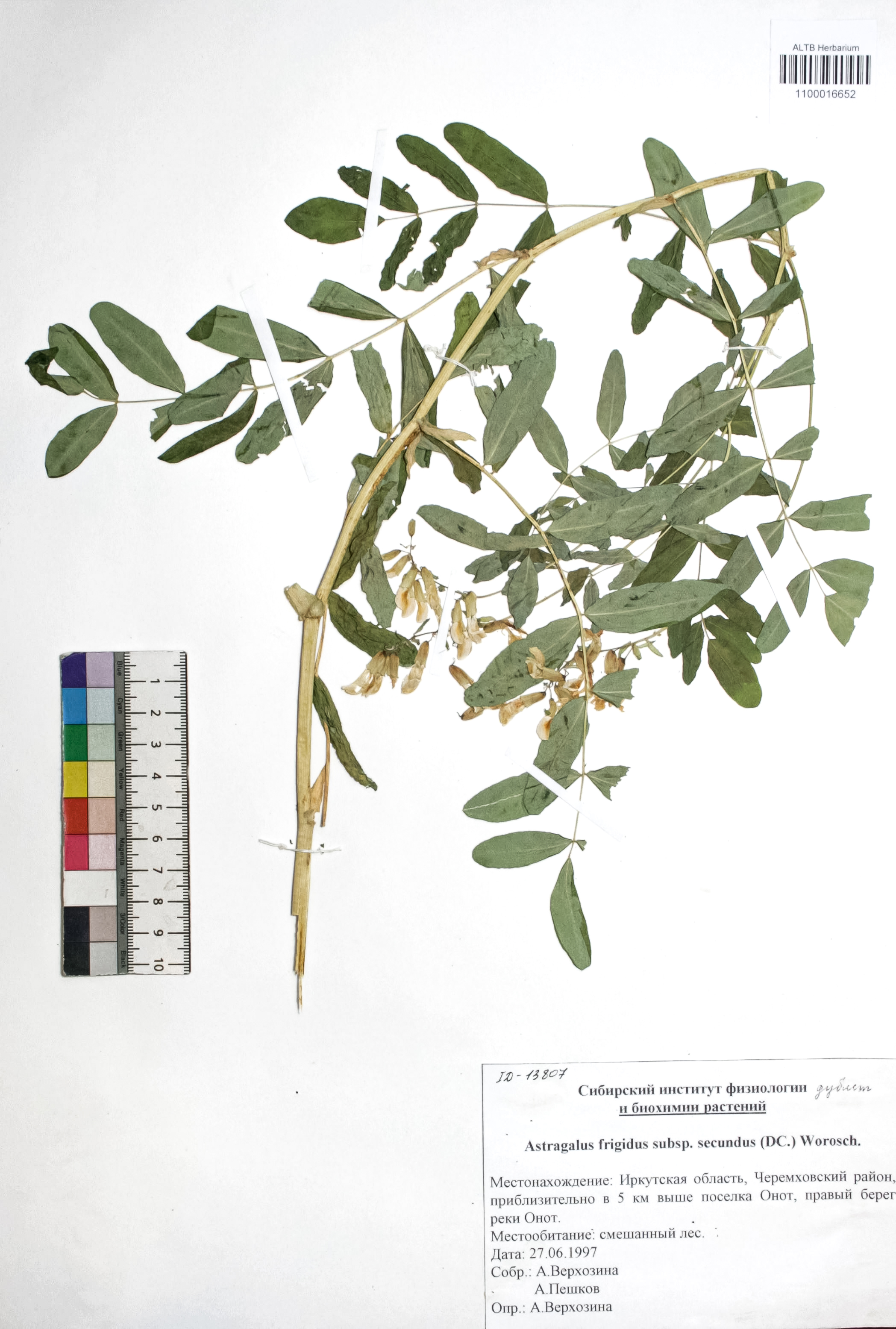 Astragalus frigidus (L.) A. Gray