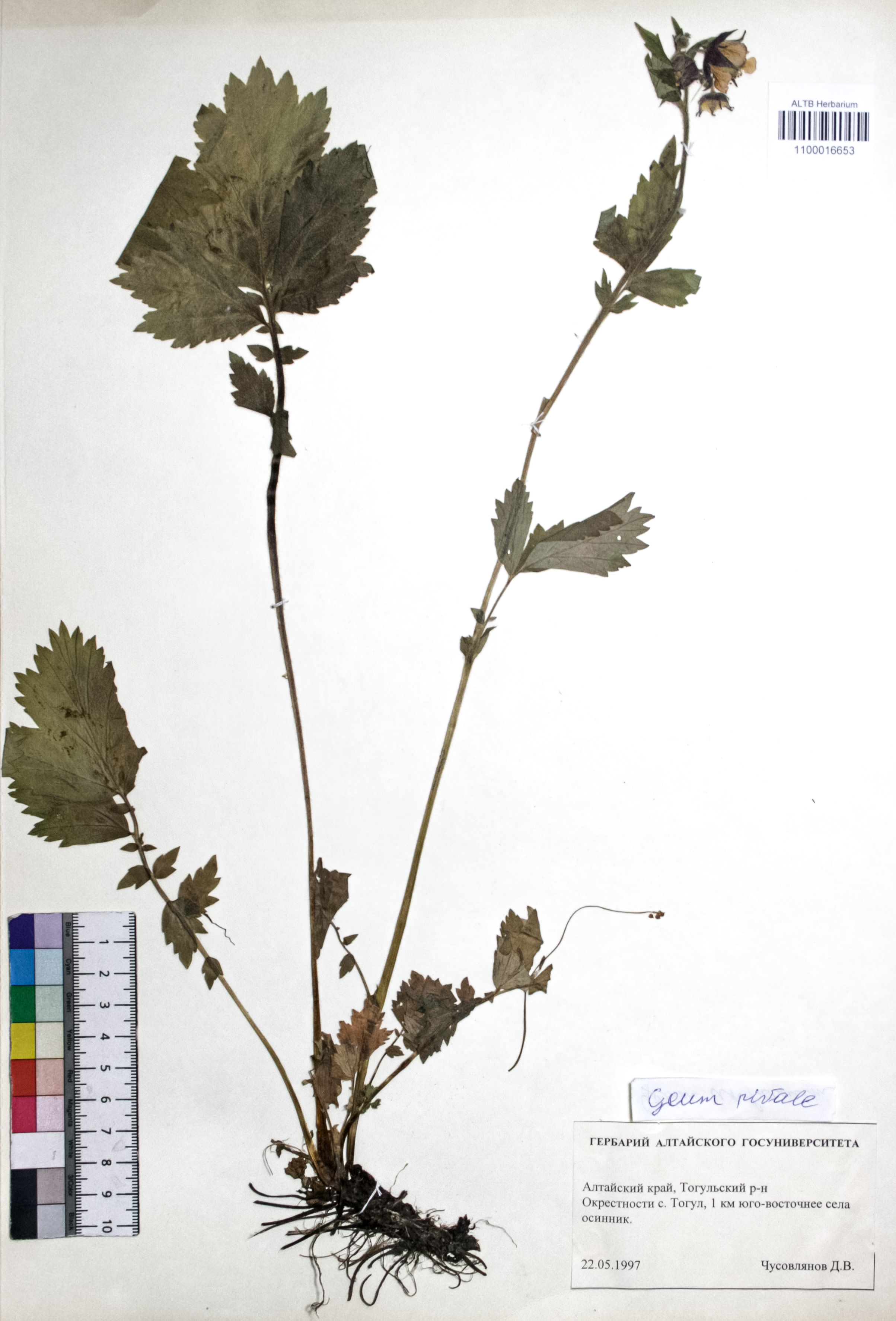 Geum rivale L.