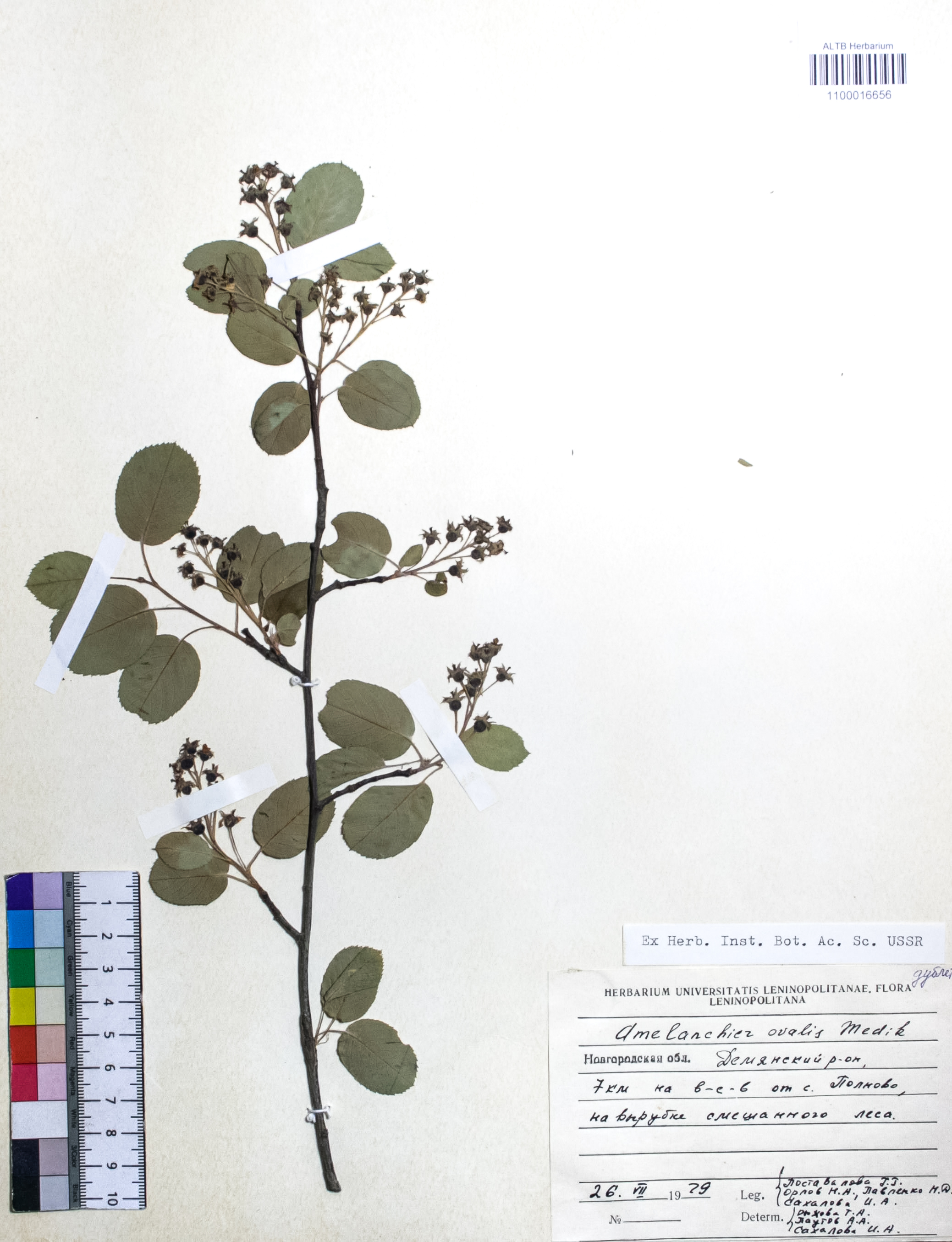Amelanchier ovalis Medik.